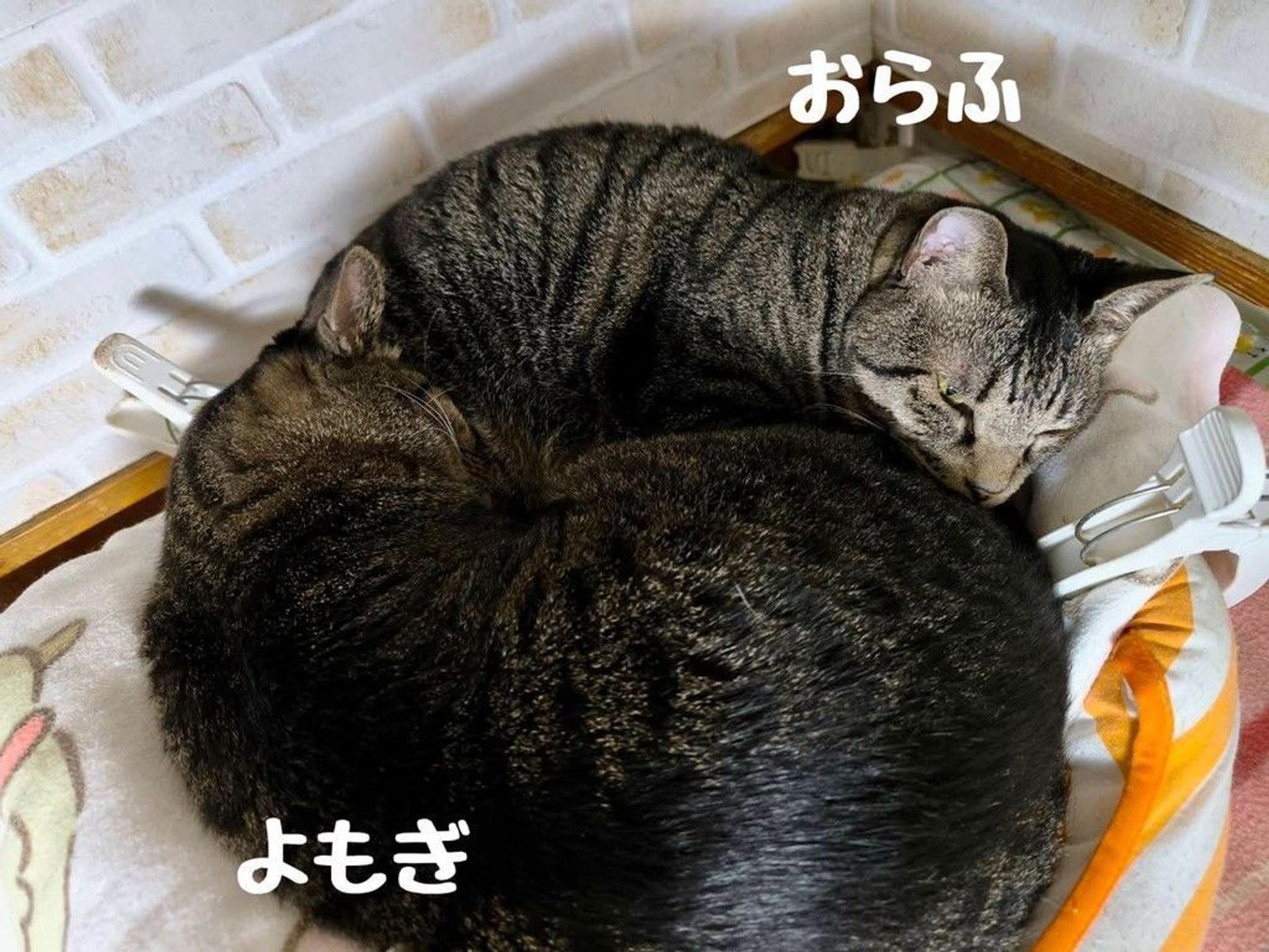 pet-image-10