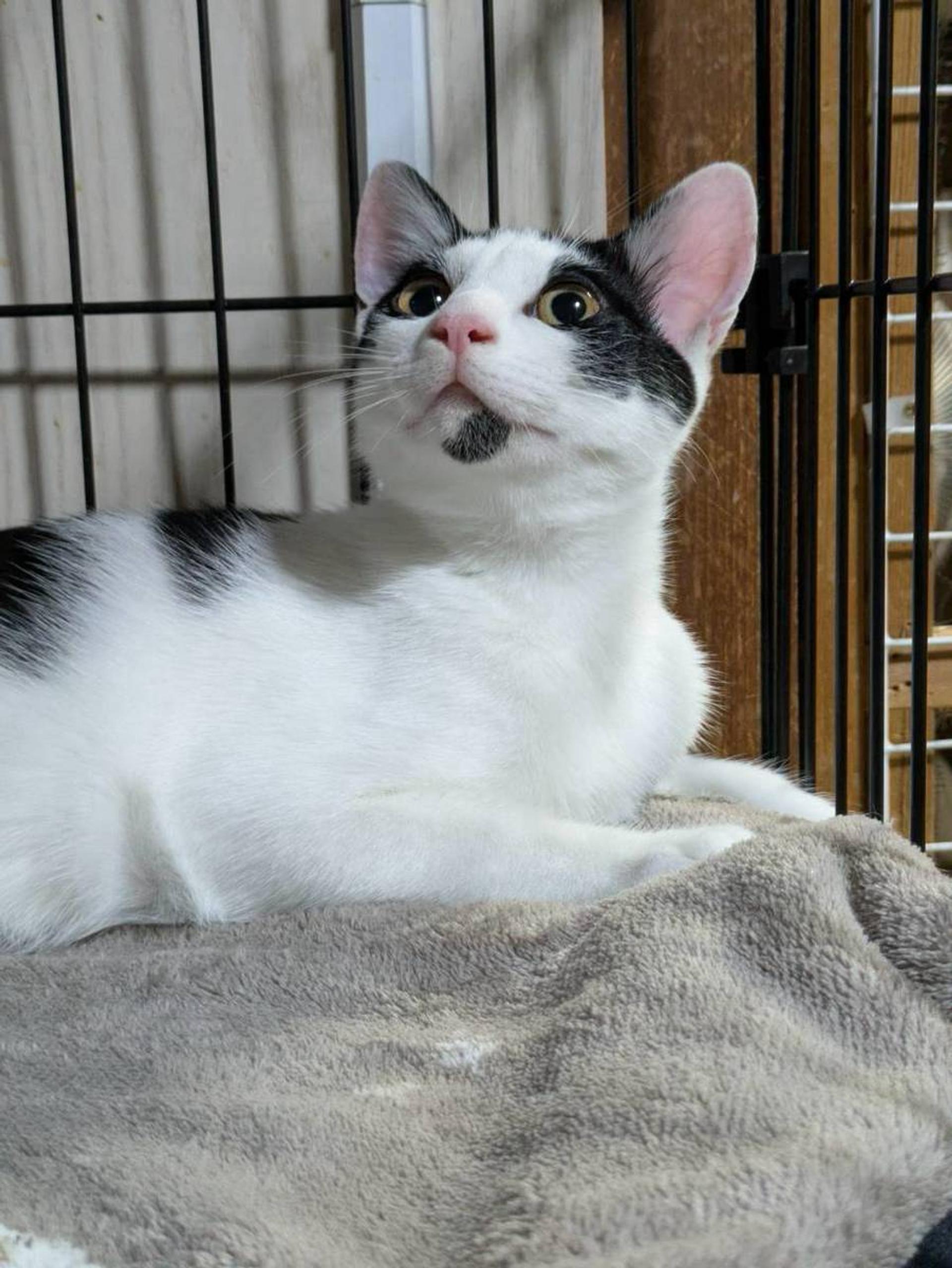 pet-image-4