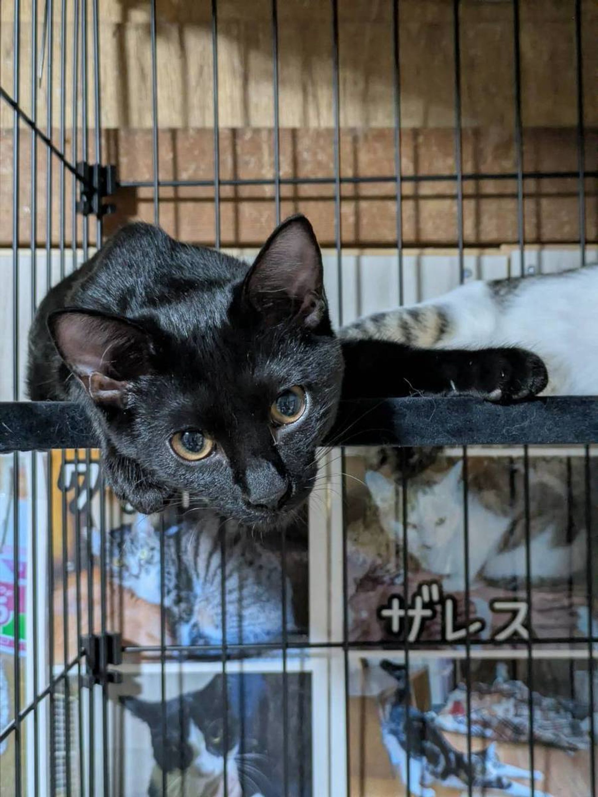 雑種（ミックス猫）・オスの里親募集の写真