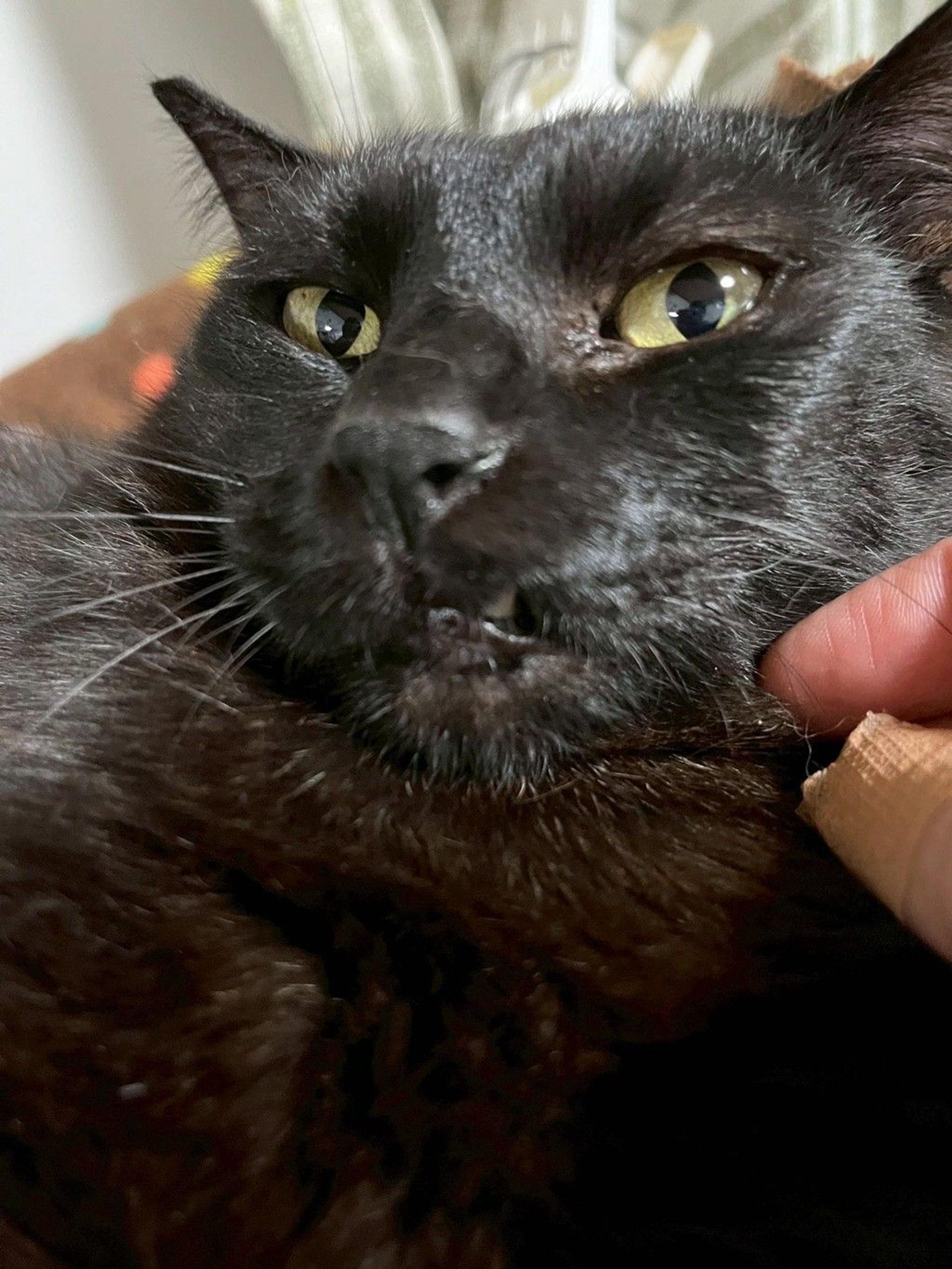 pet-image-3
