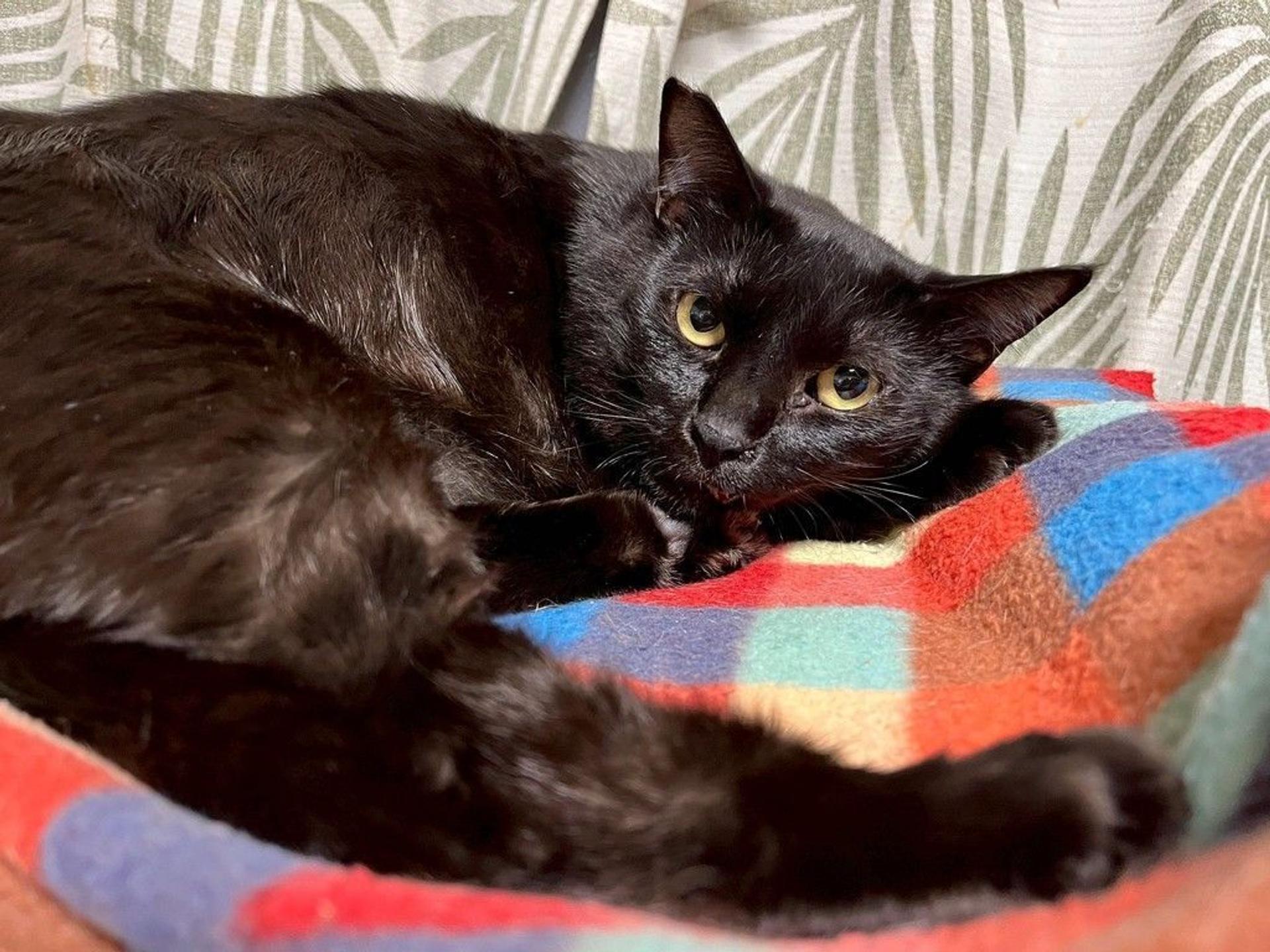 pet-image-4