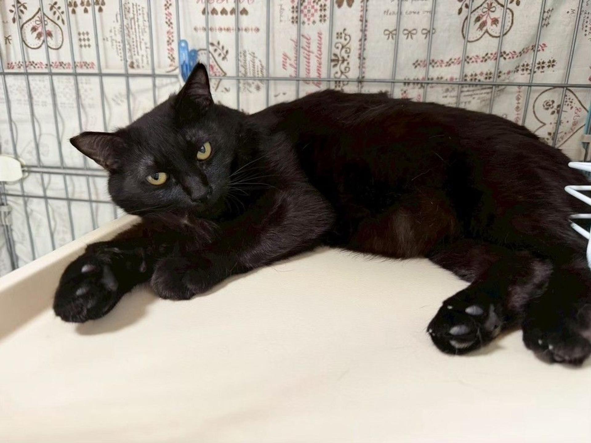 pet-image-9