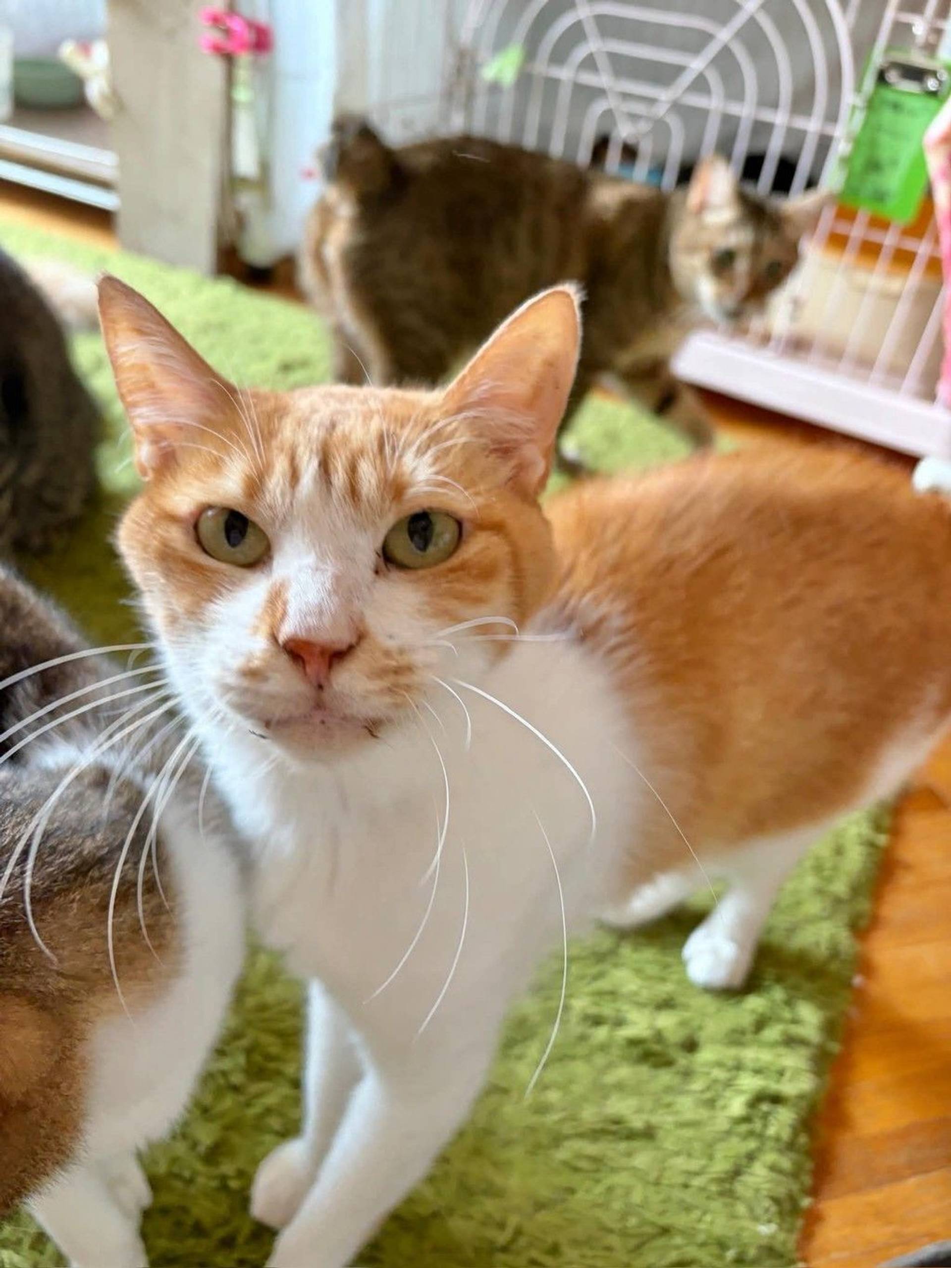 雑種（ミックス猫）・オスの里親募集の写真
