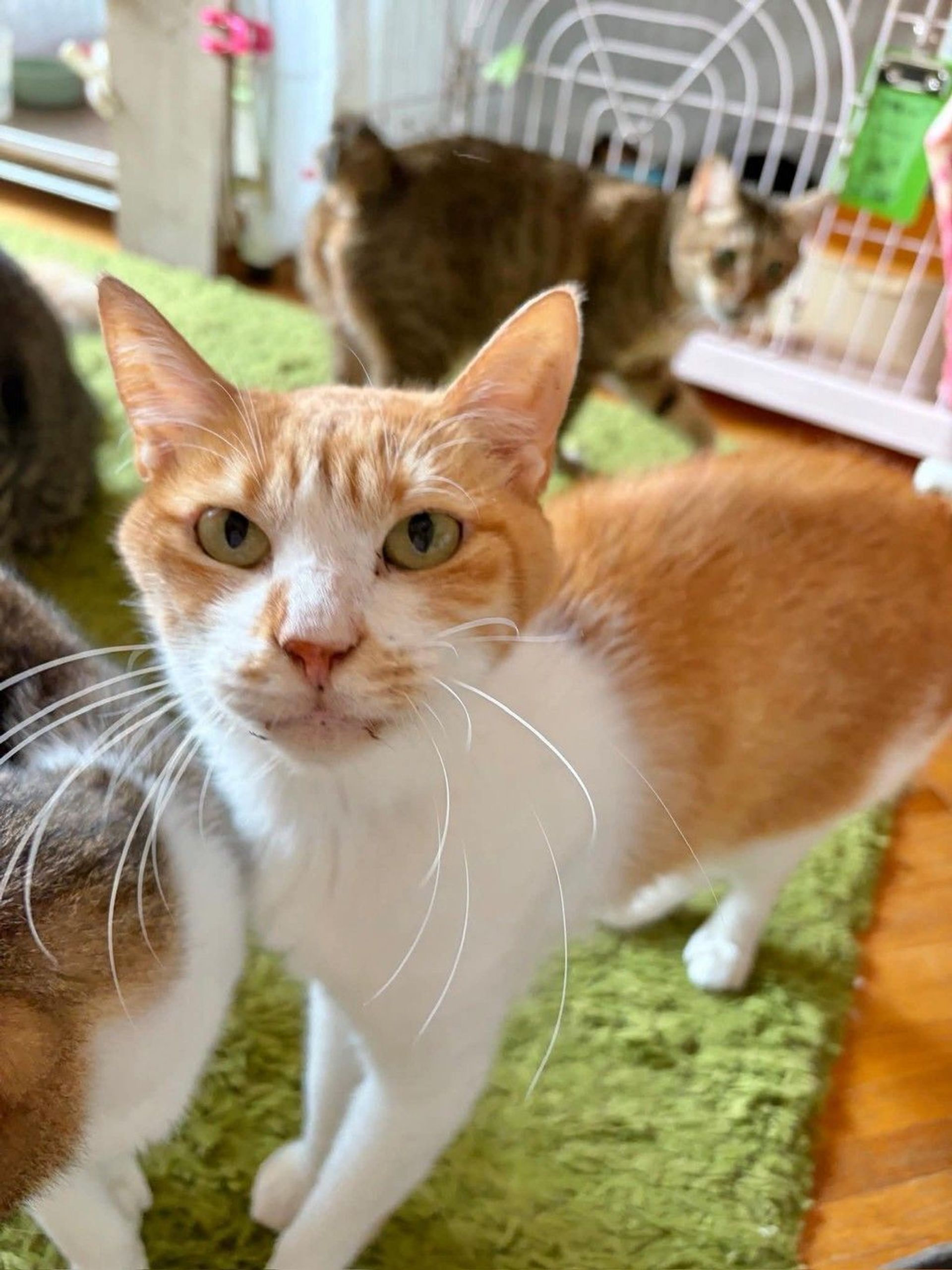 雑種（ミックス猫）・オスの里親募集の写真
