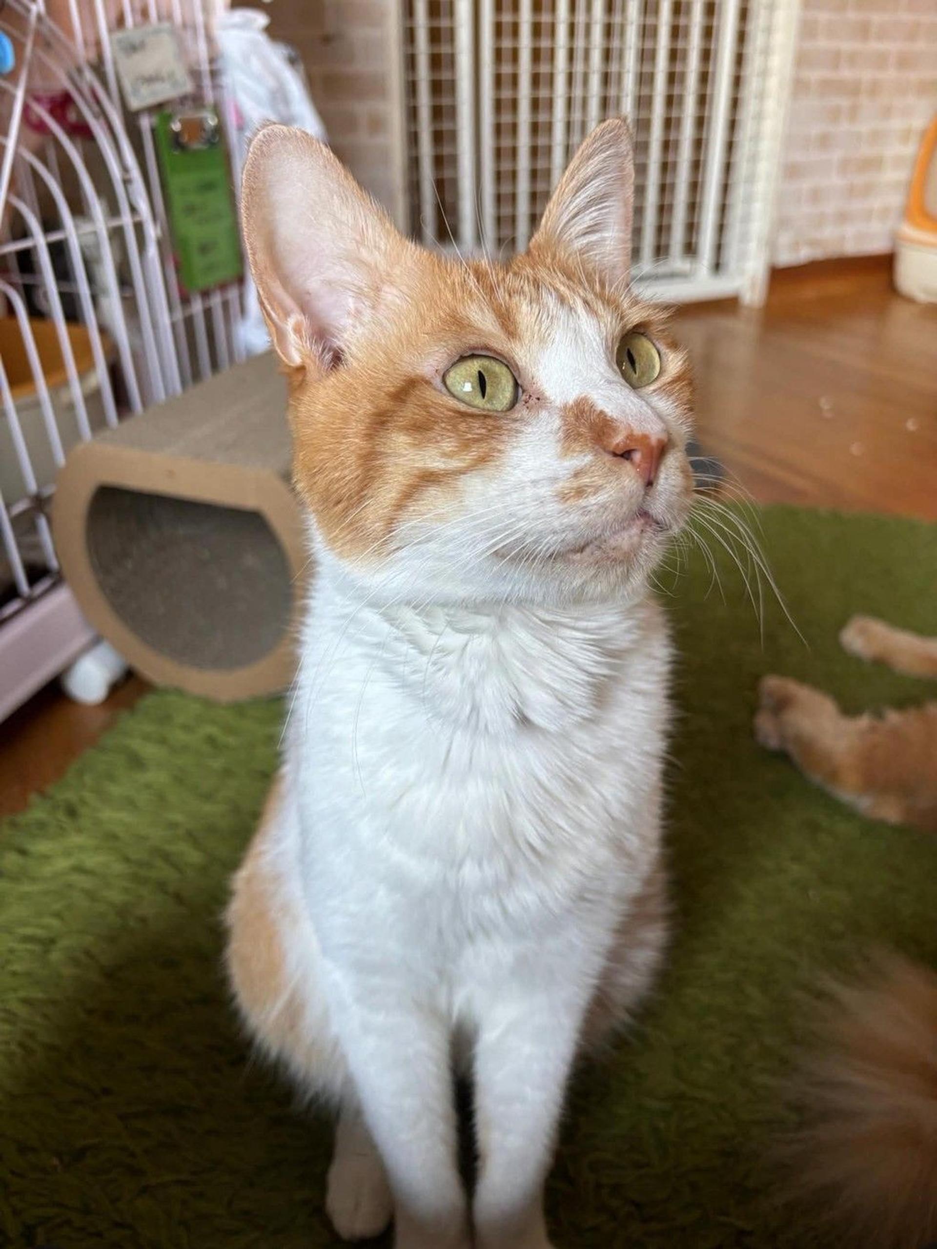 pet-image-2