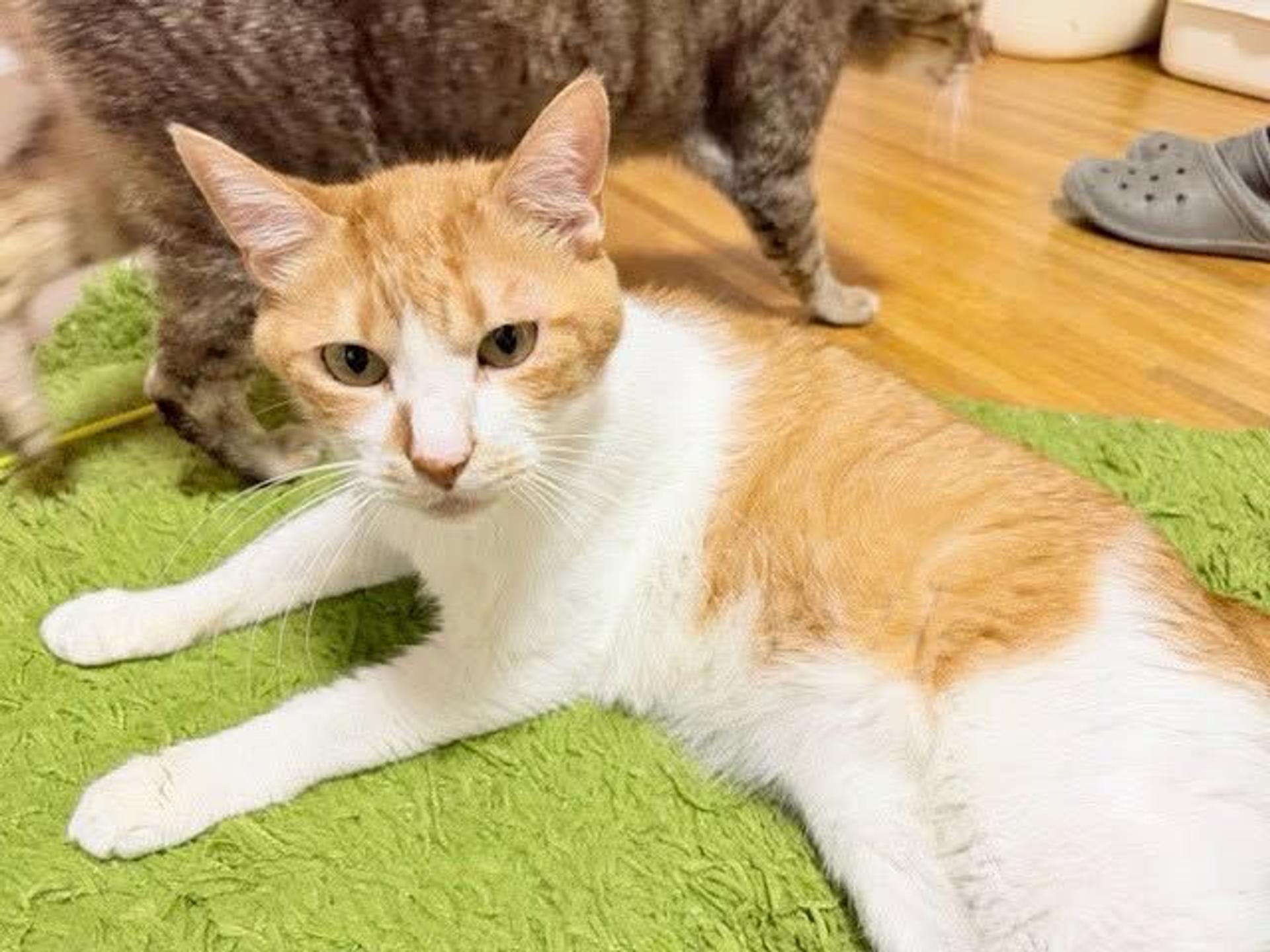 pet-image-5