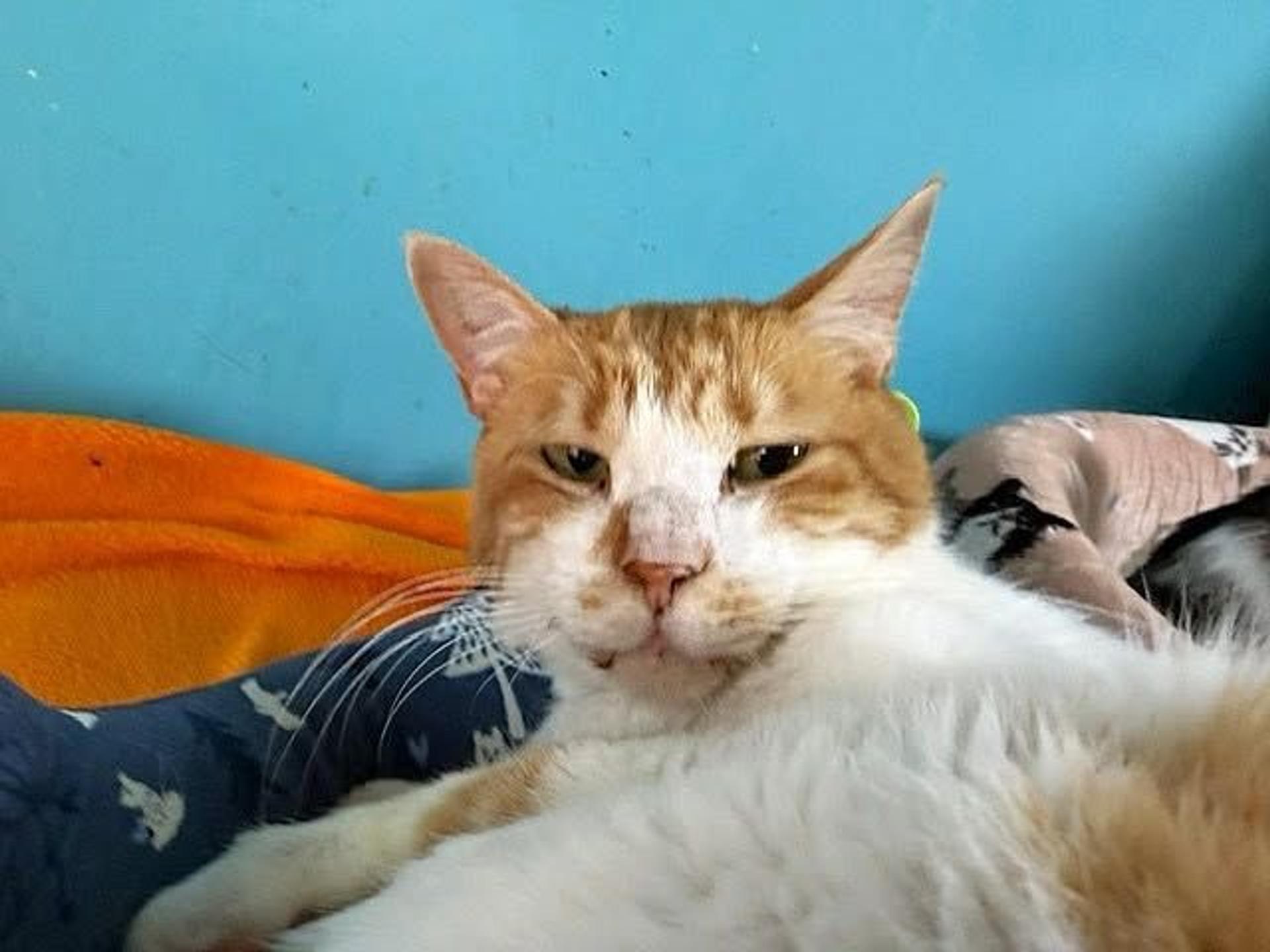 pet-image-8