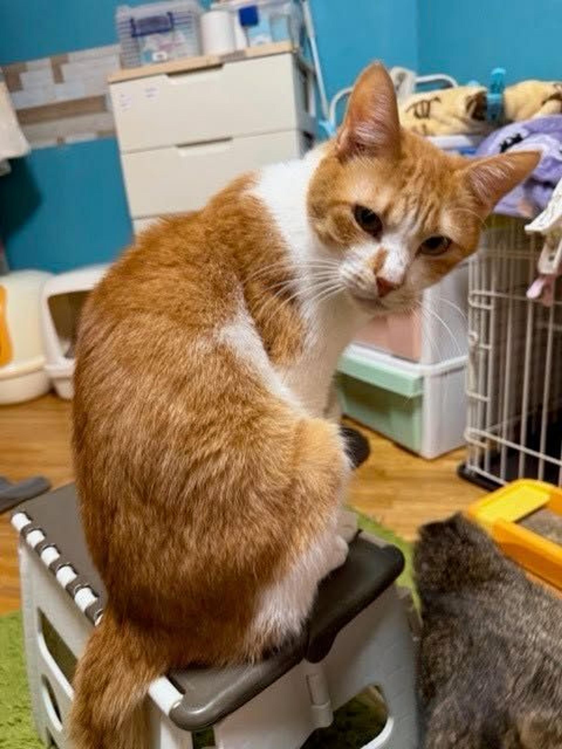 pet-image-9