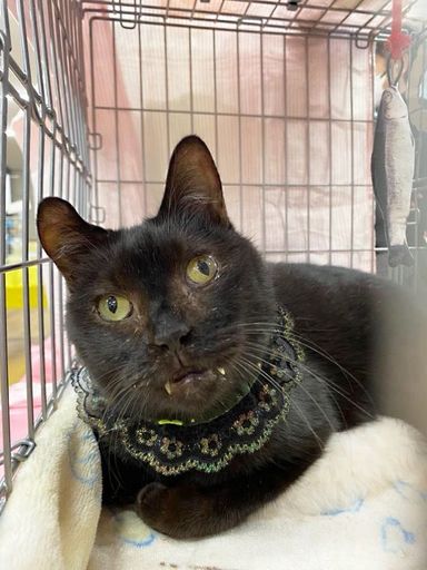ネロの写真
