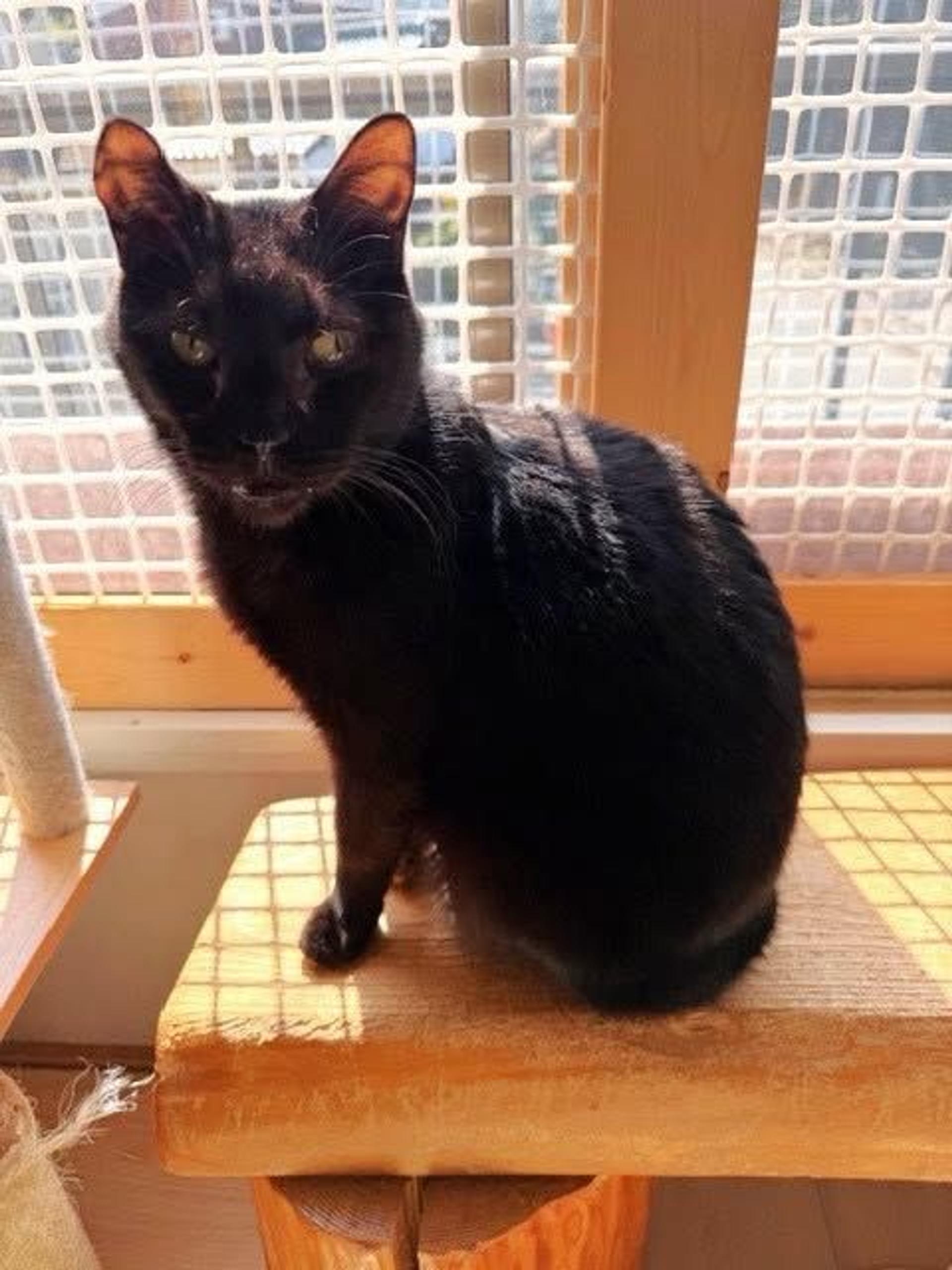 pet-image-2