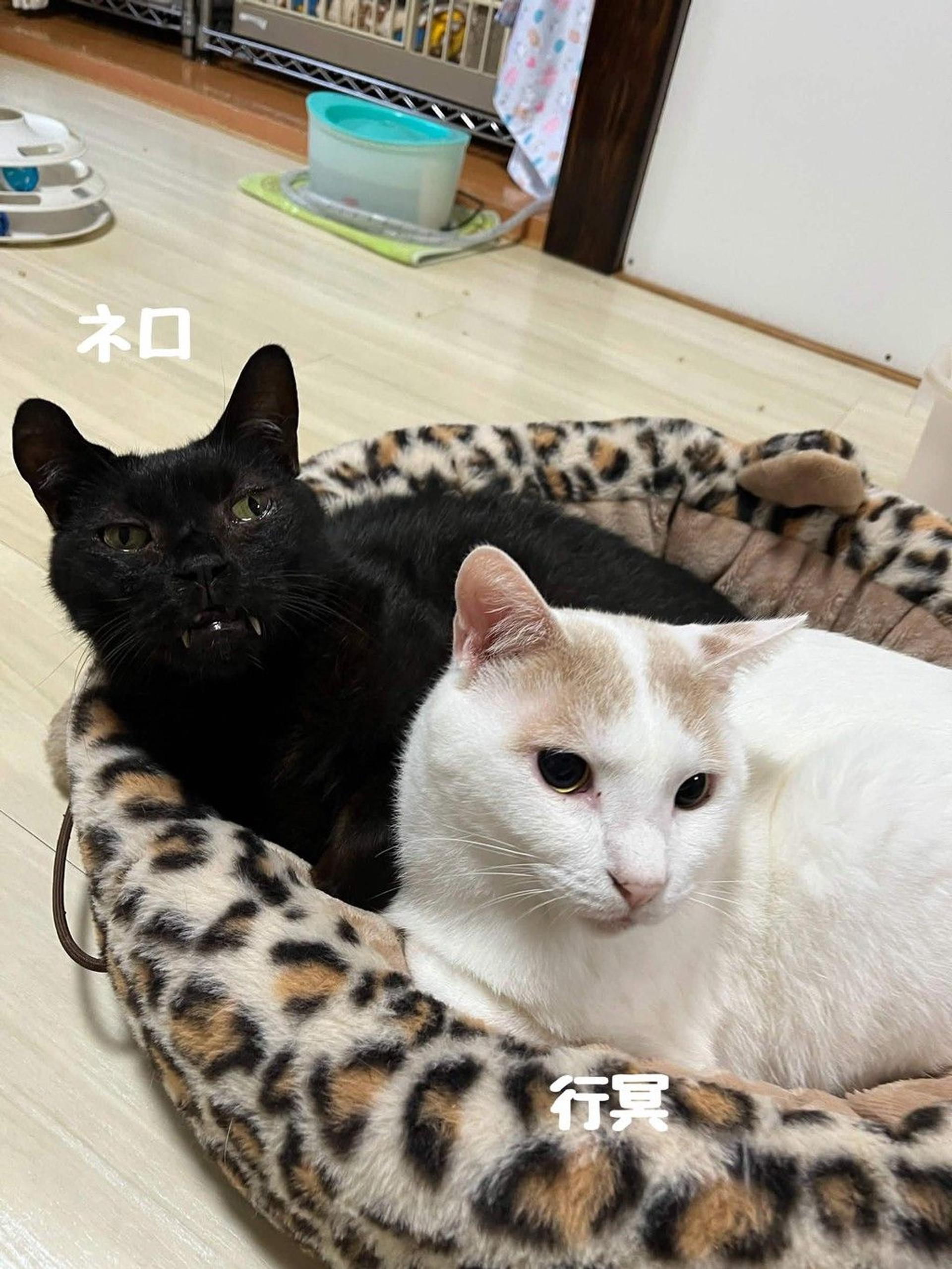 pet-image-10
