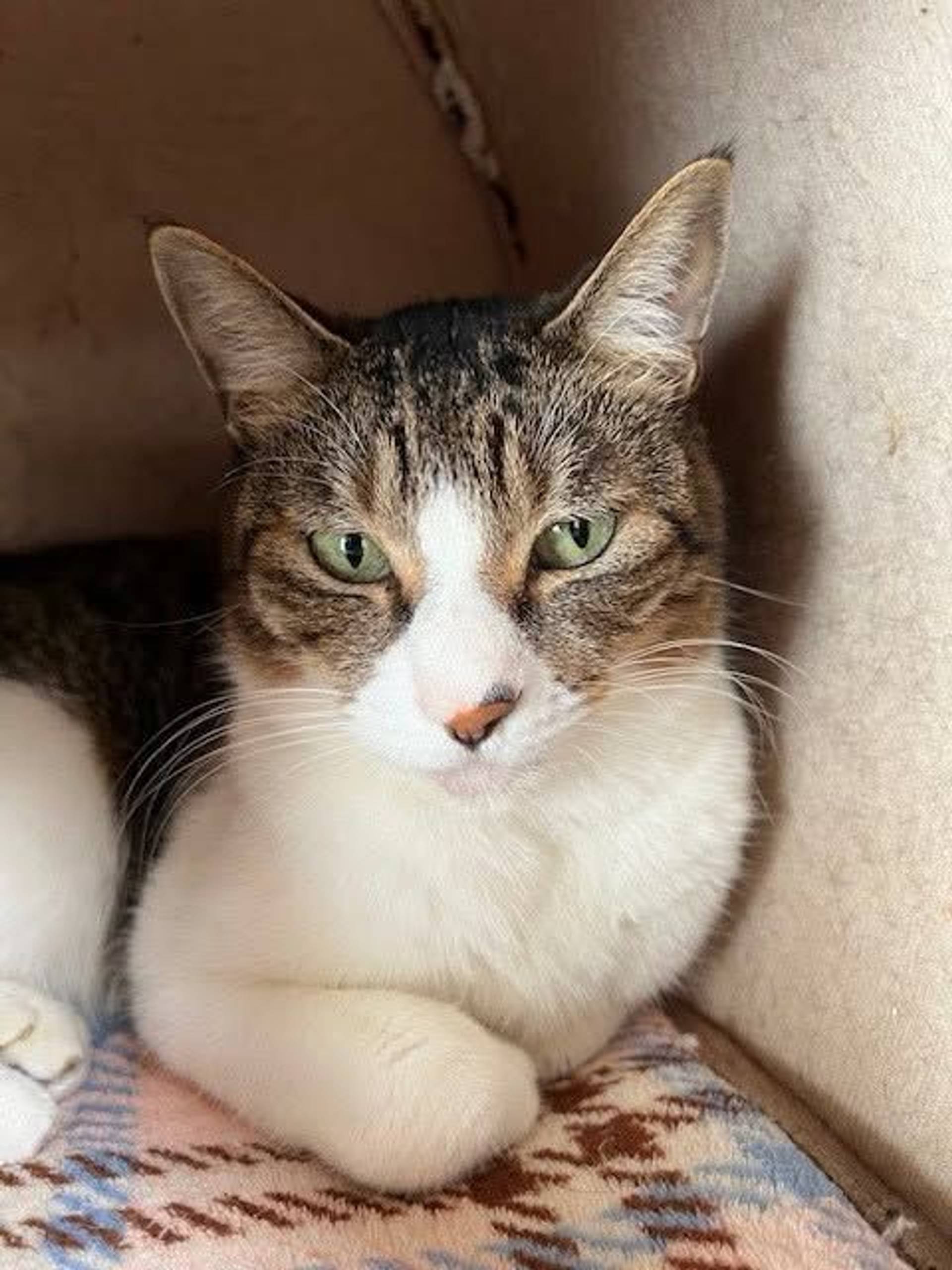 雑種（ミックス猫）・オスの里親募集の写真