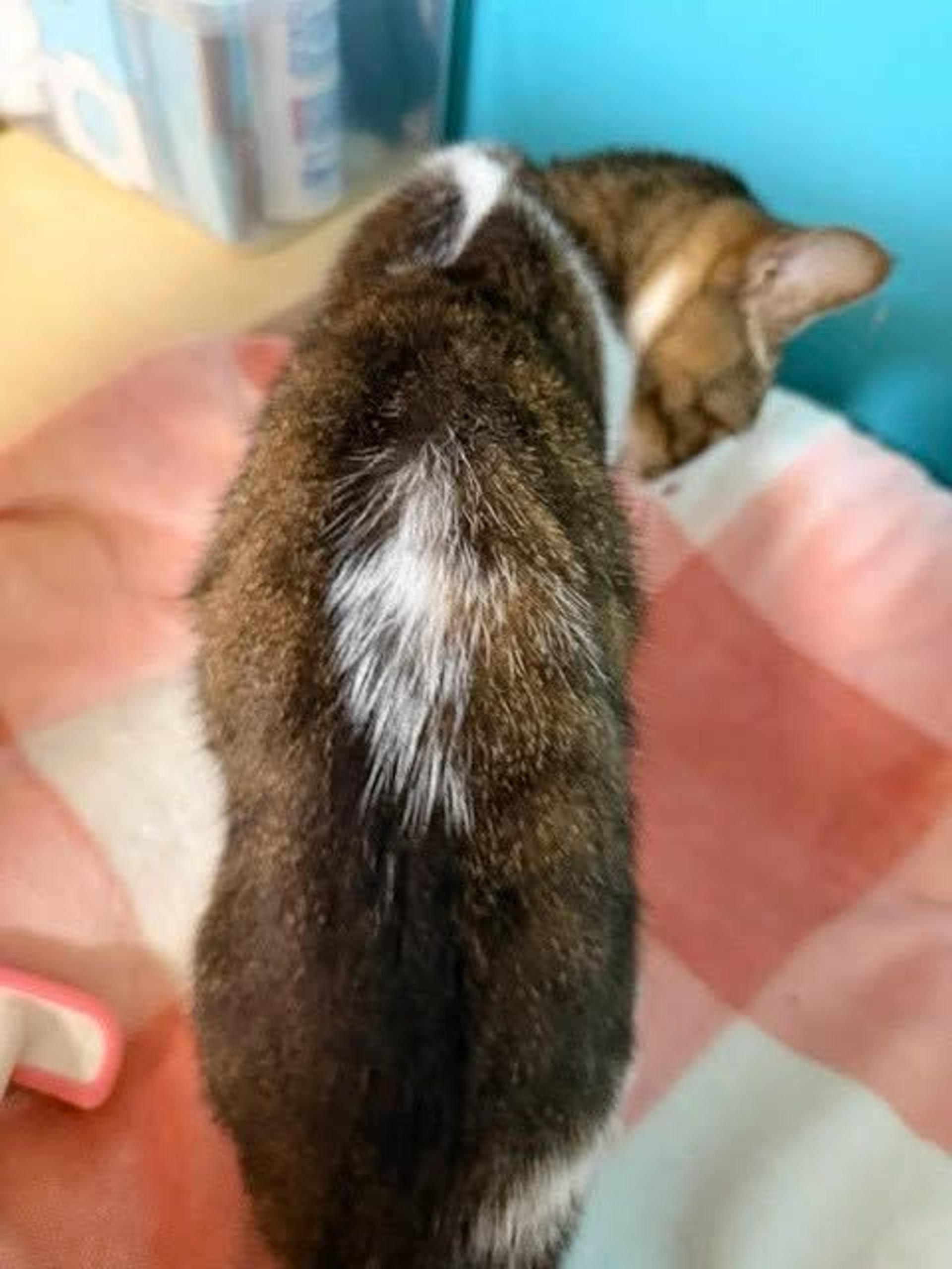 pet-image-6