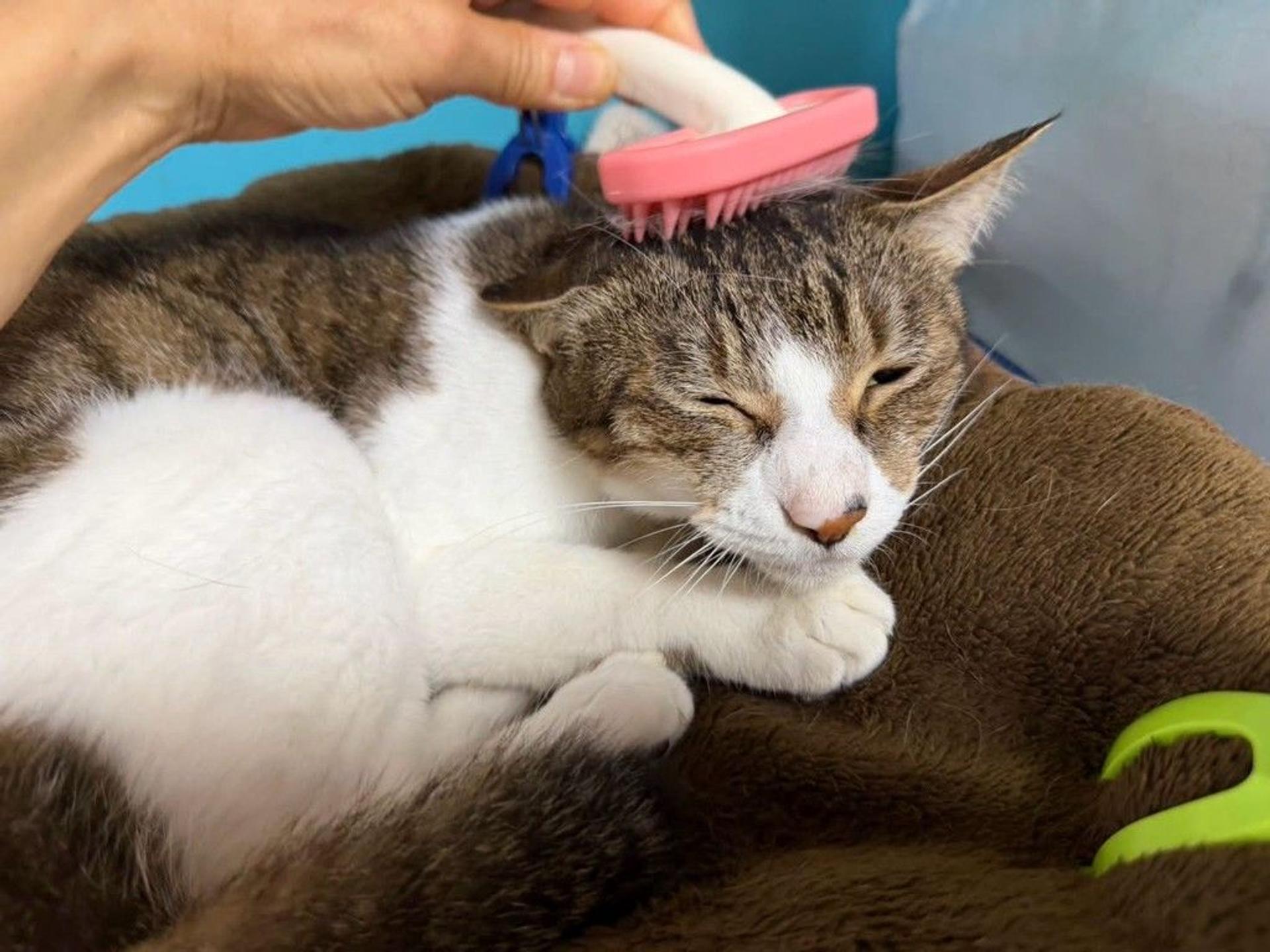 pet-image-7