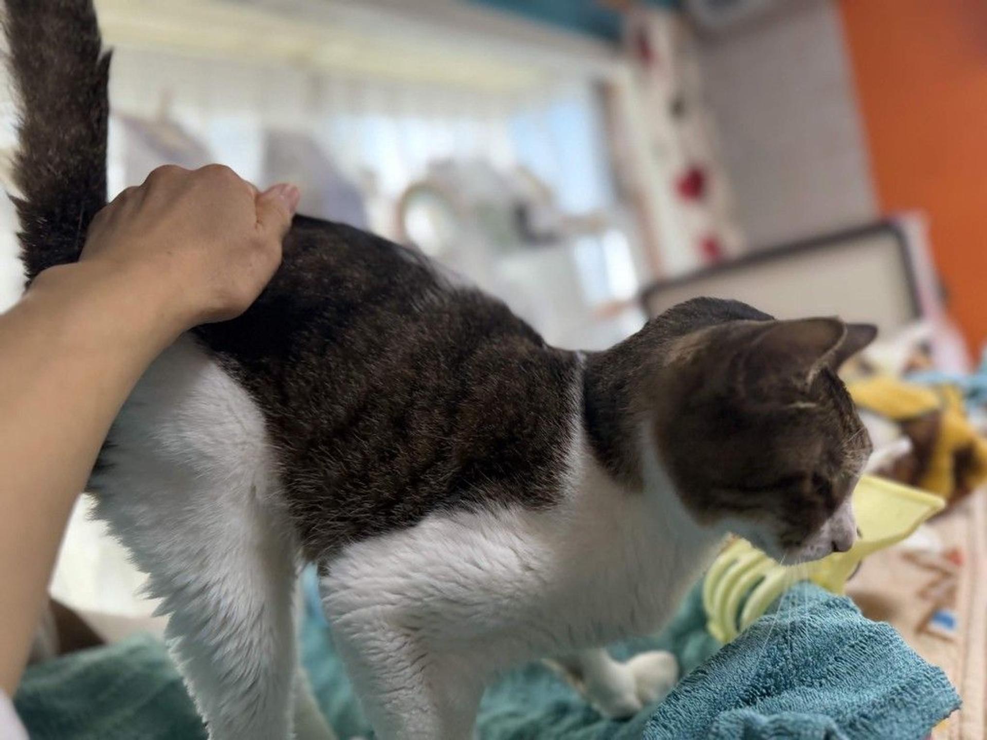 pet-image-8