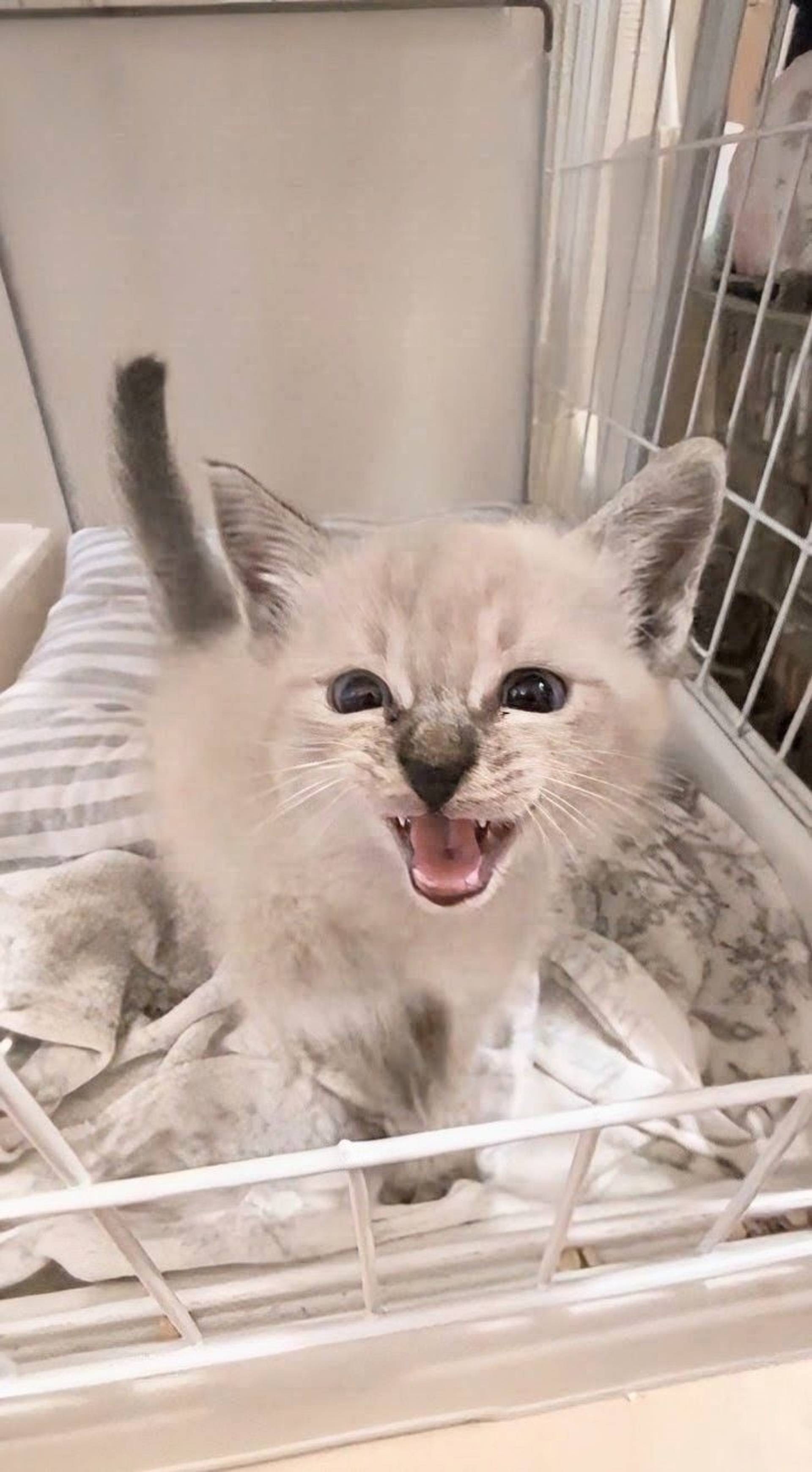 雑種（ミックス猫）・オスの里親募集の写真