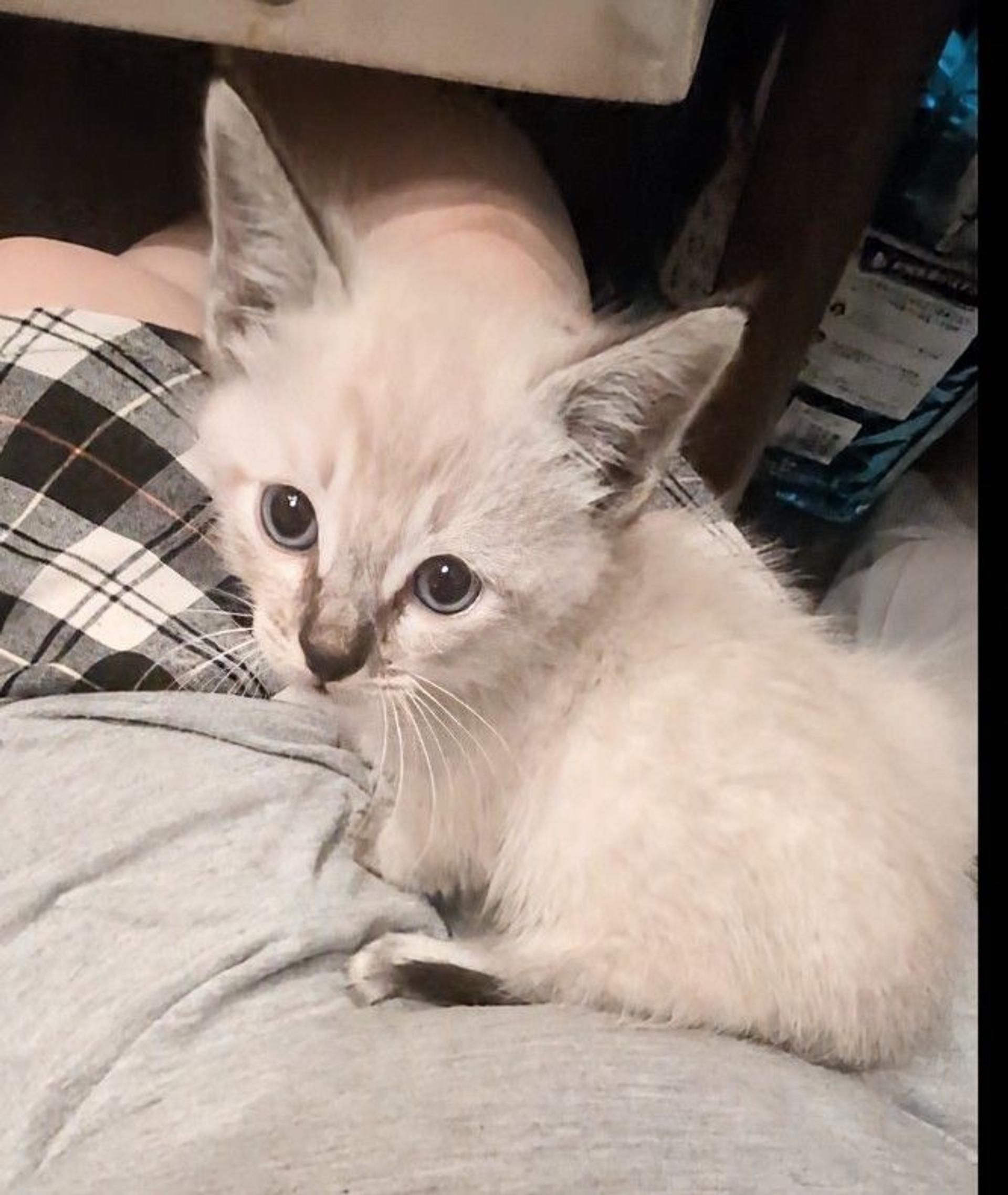 pet-image-2