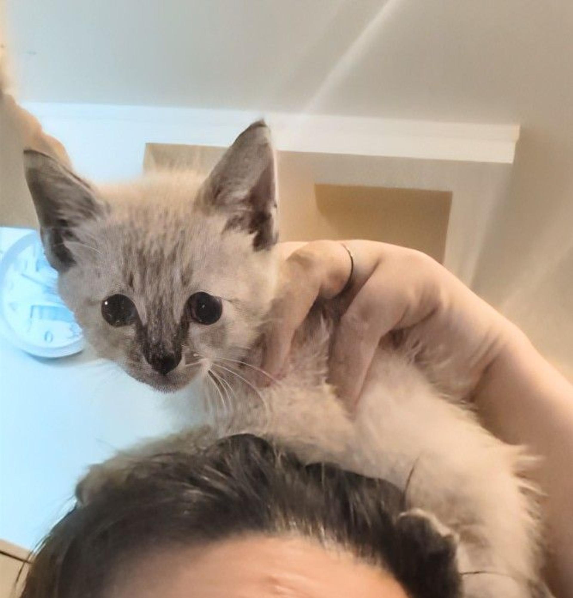 pet-image-3