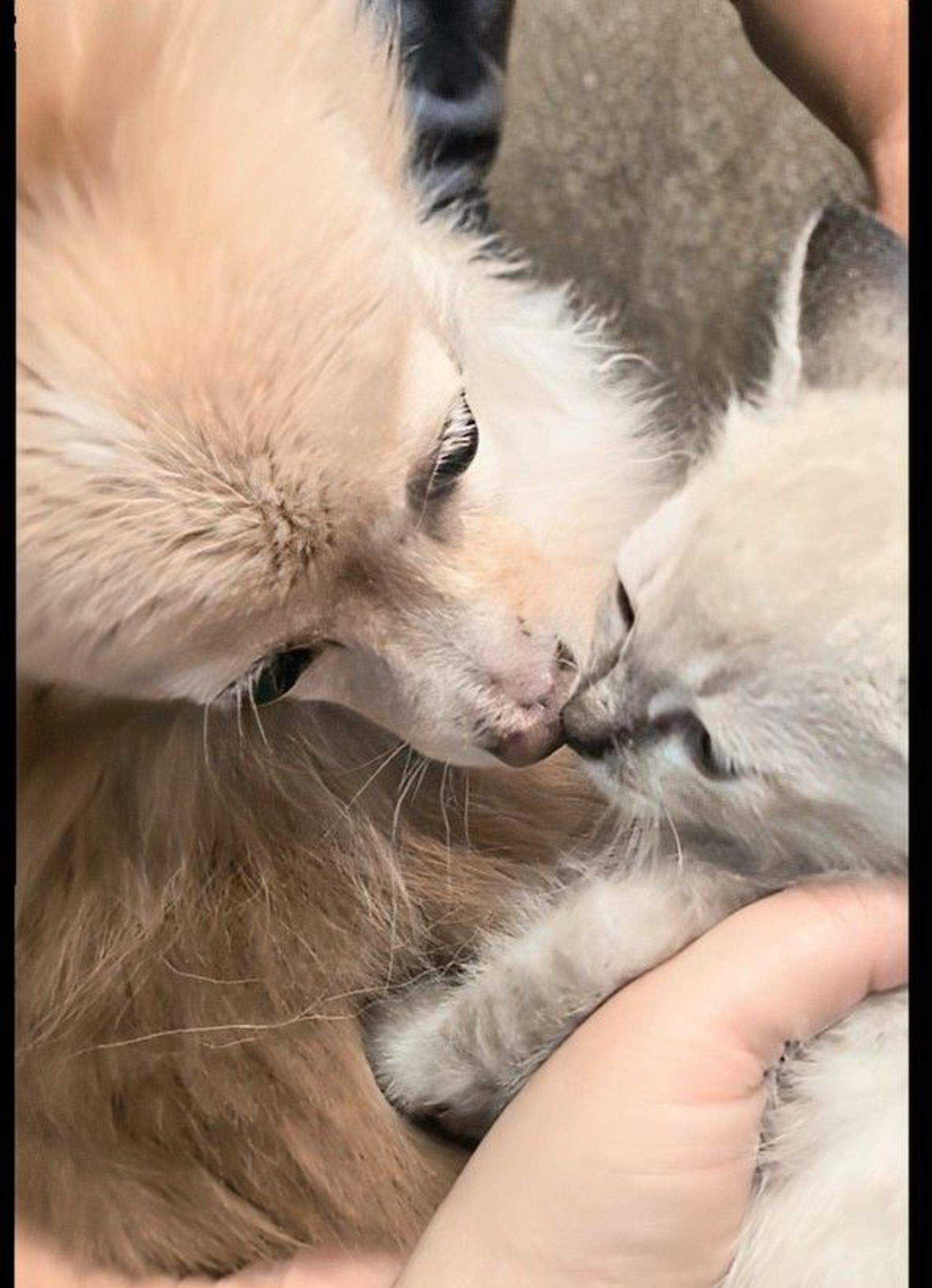 pet-image-4
