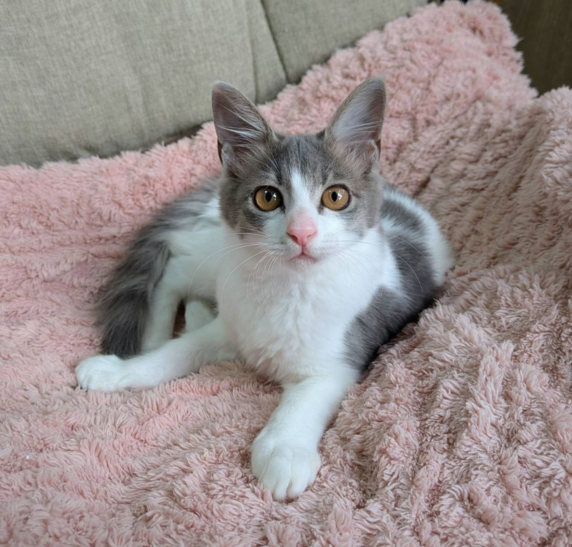 雑種（ミックス猫）・メスの里親募集の写真