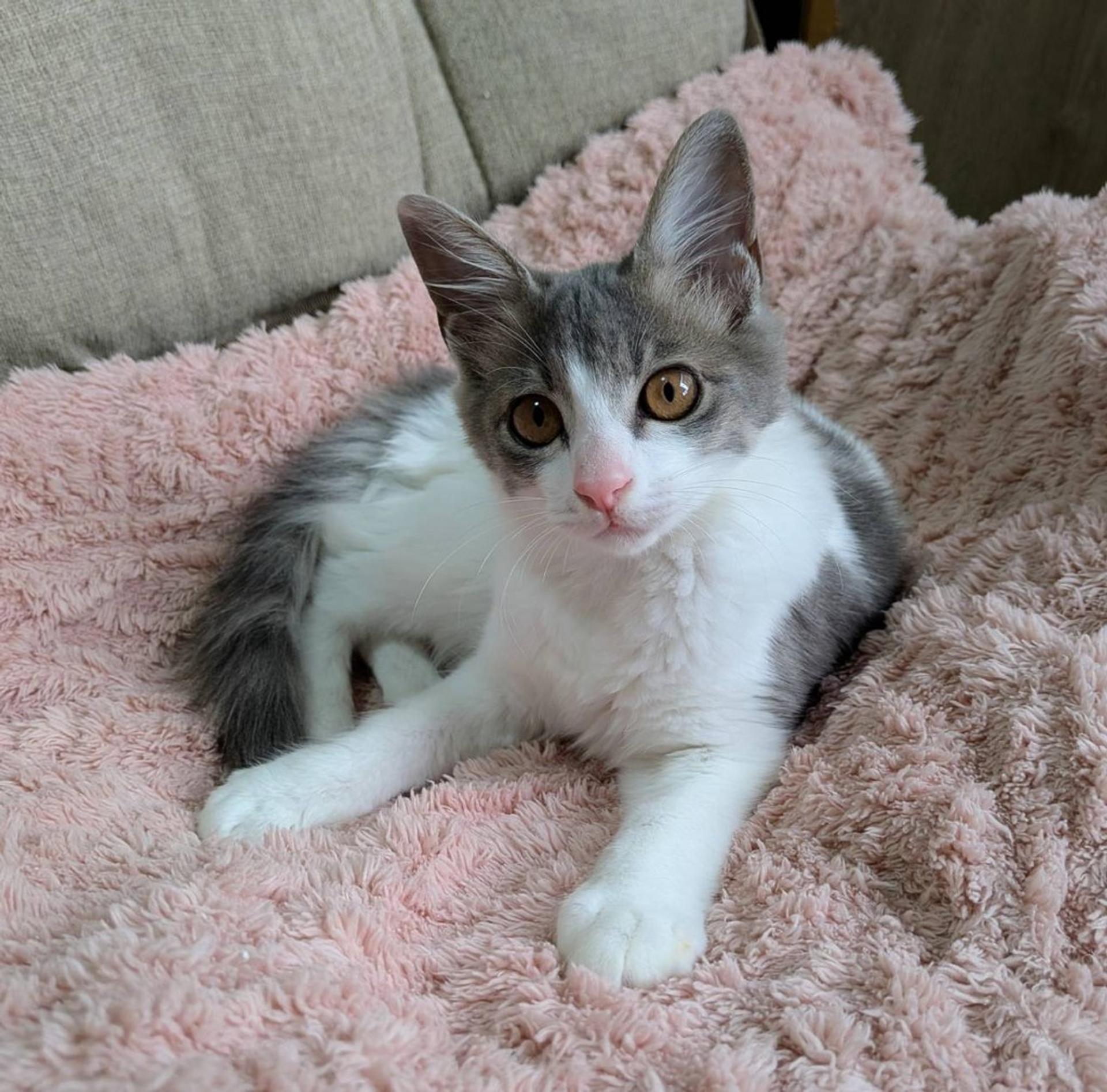 pet-image-2