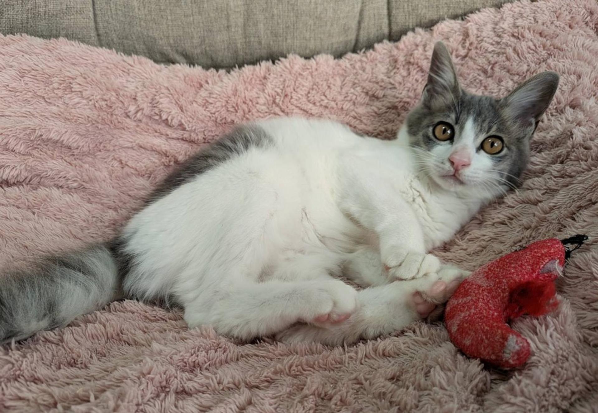 pet-image-5