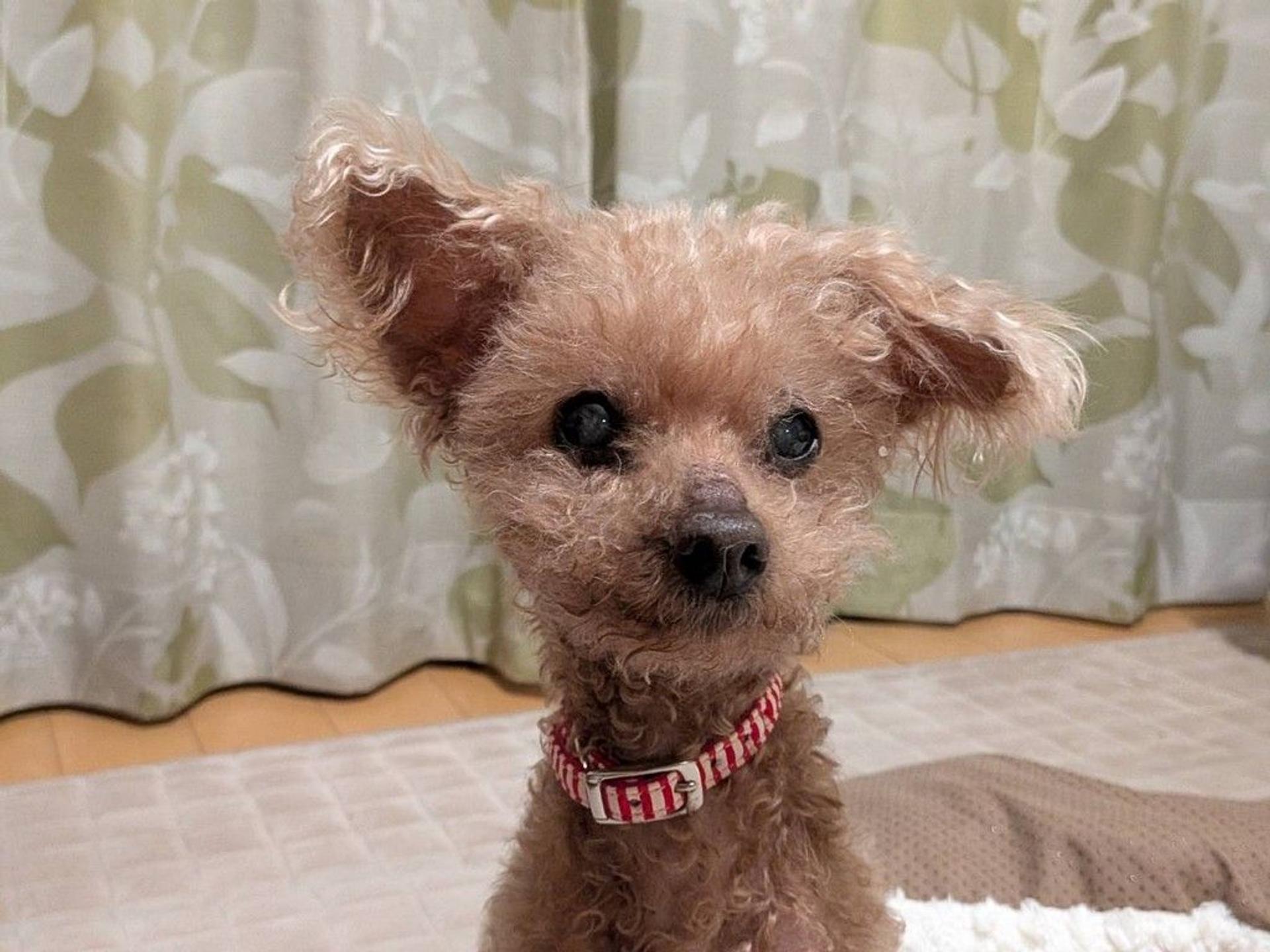 pet-image-2