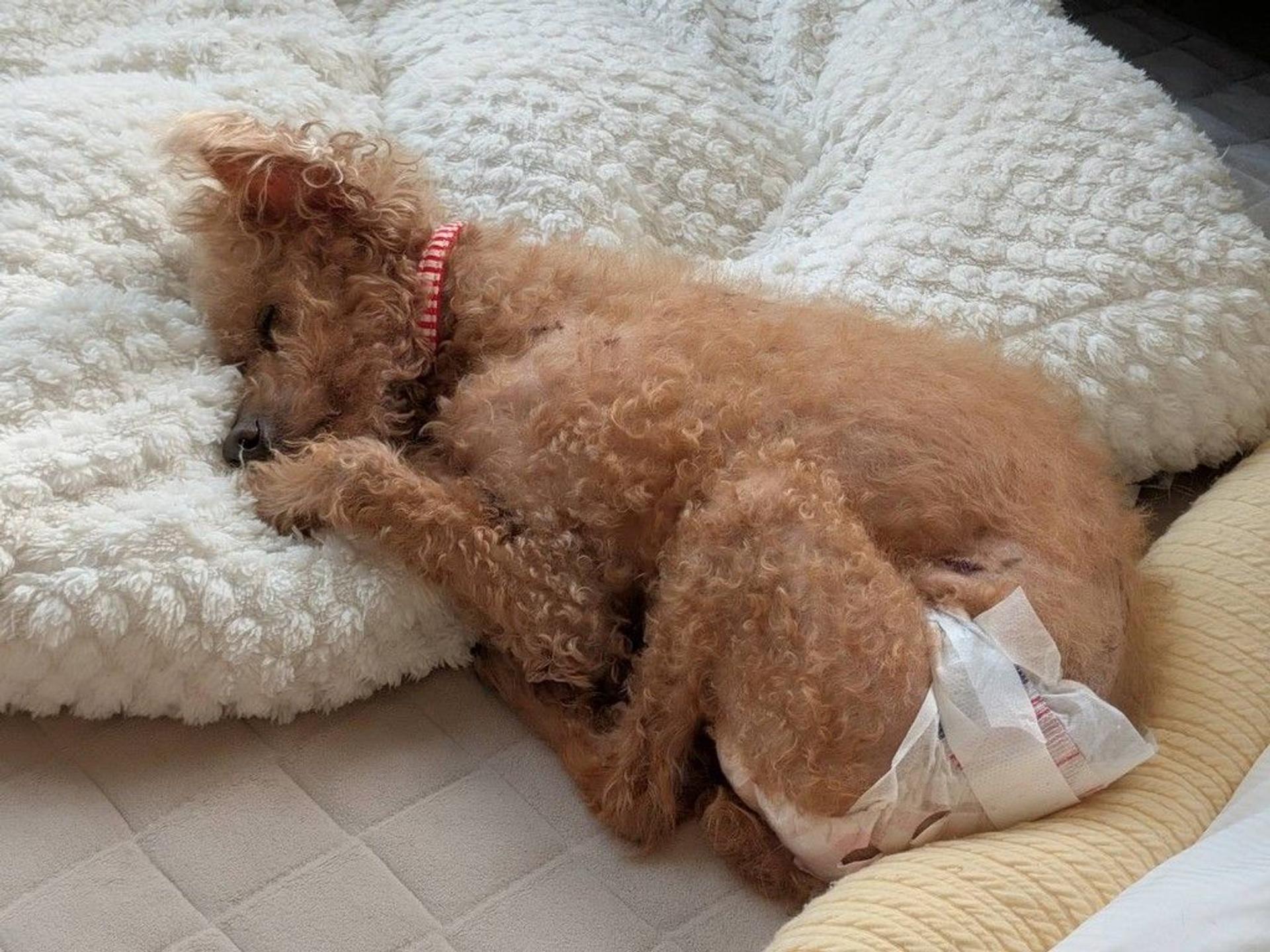 pet-image-4