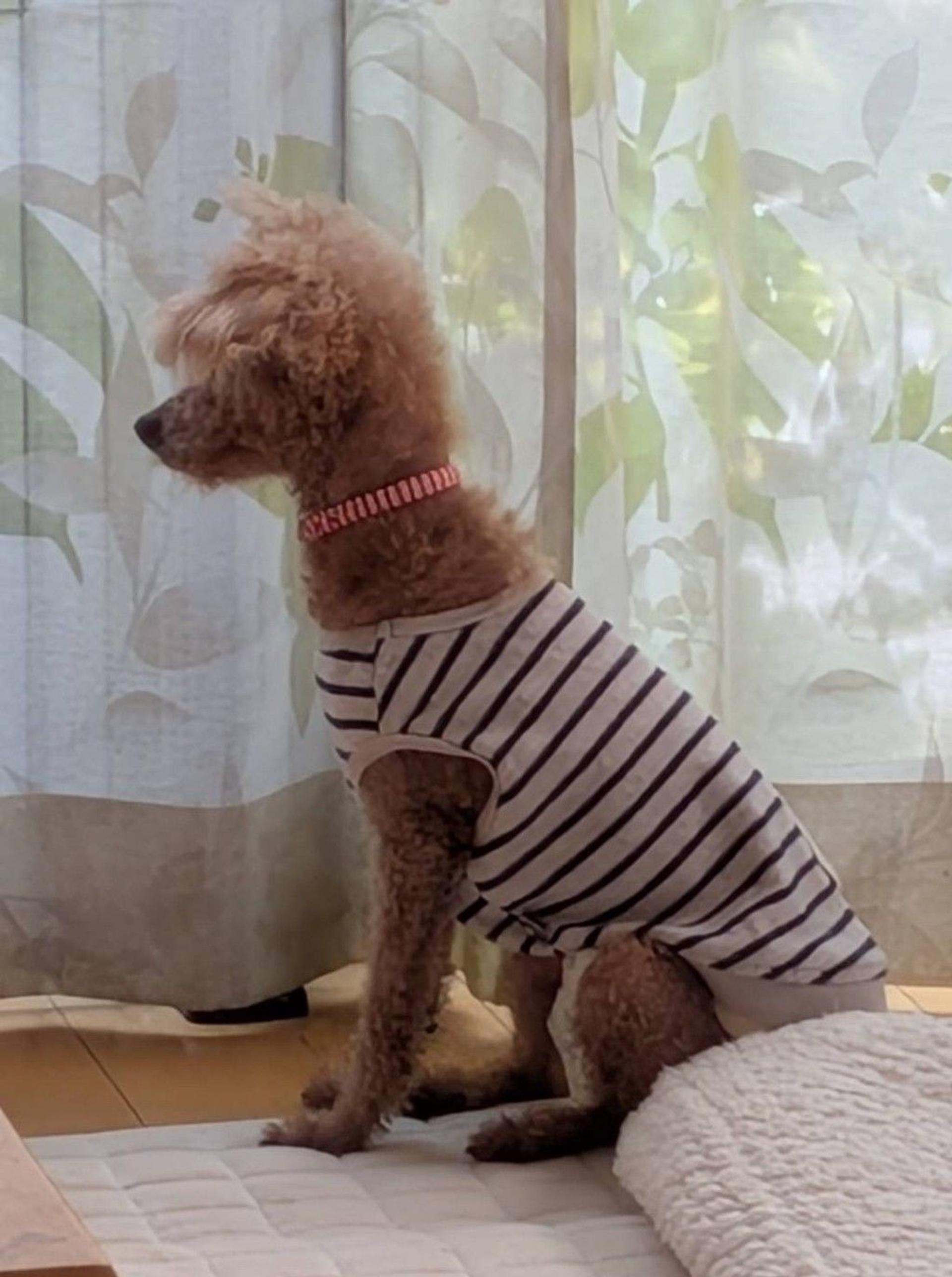 pet-image-7