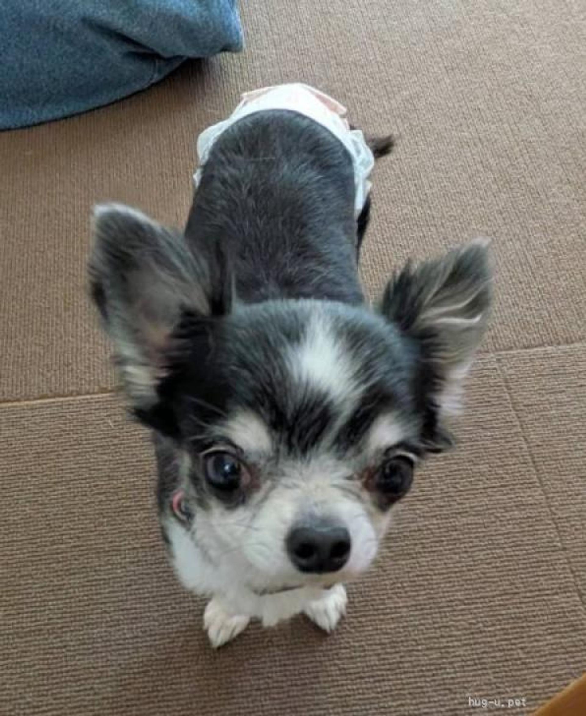 pet-image-3