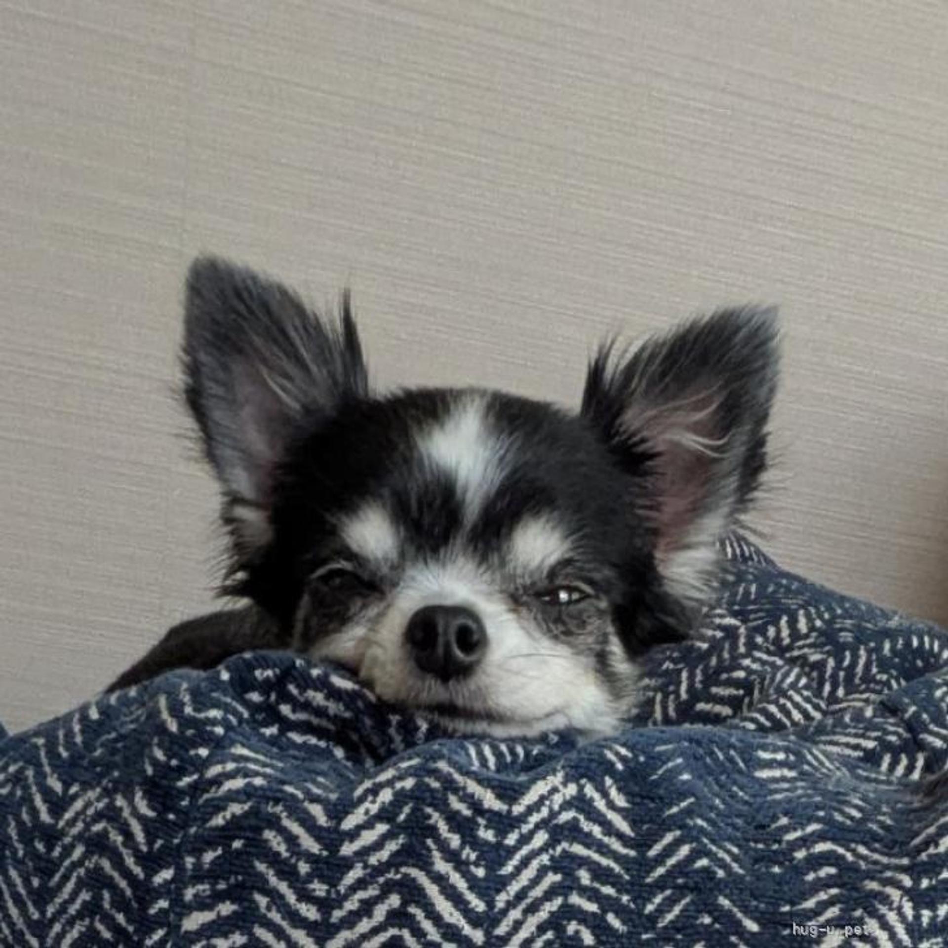 pet-image-4