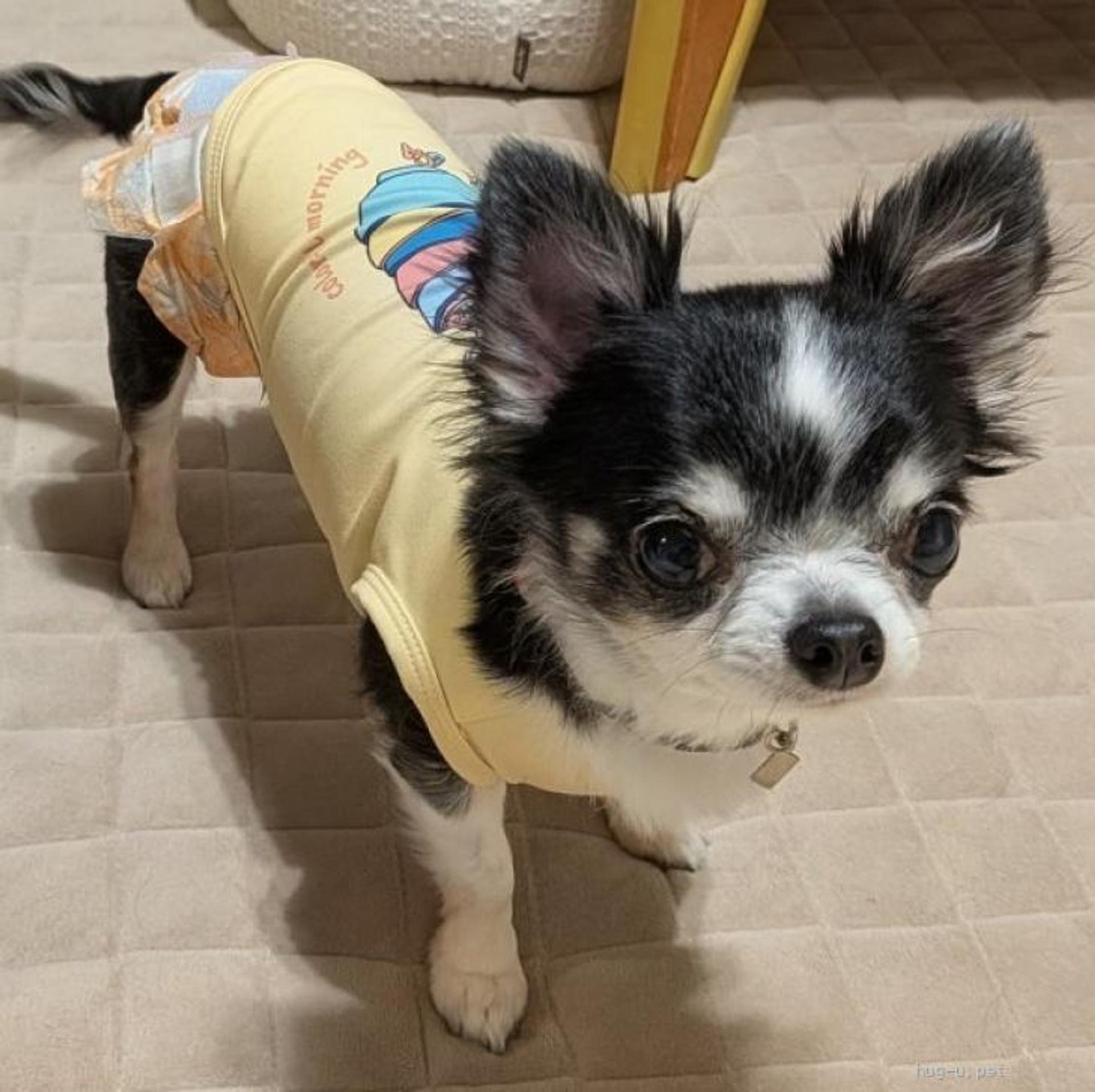 pet-image-5