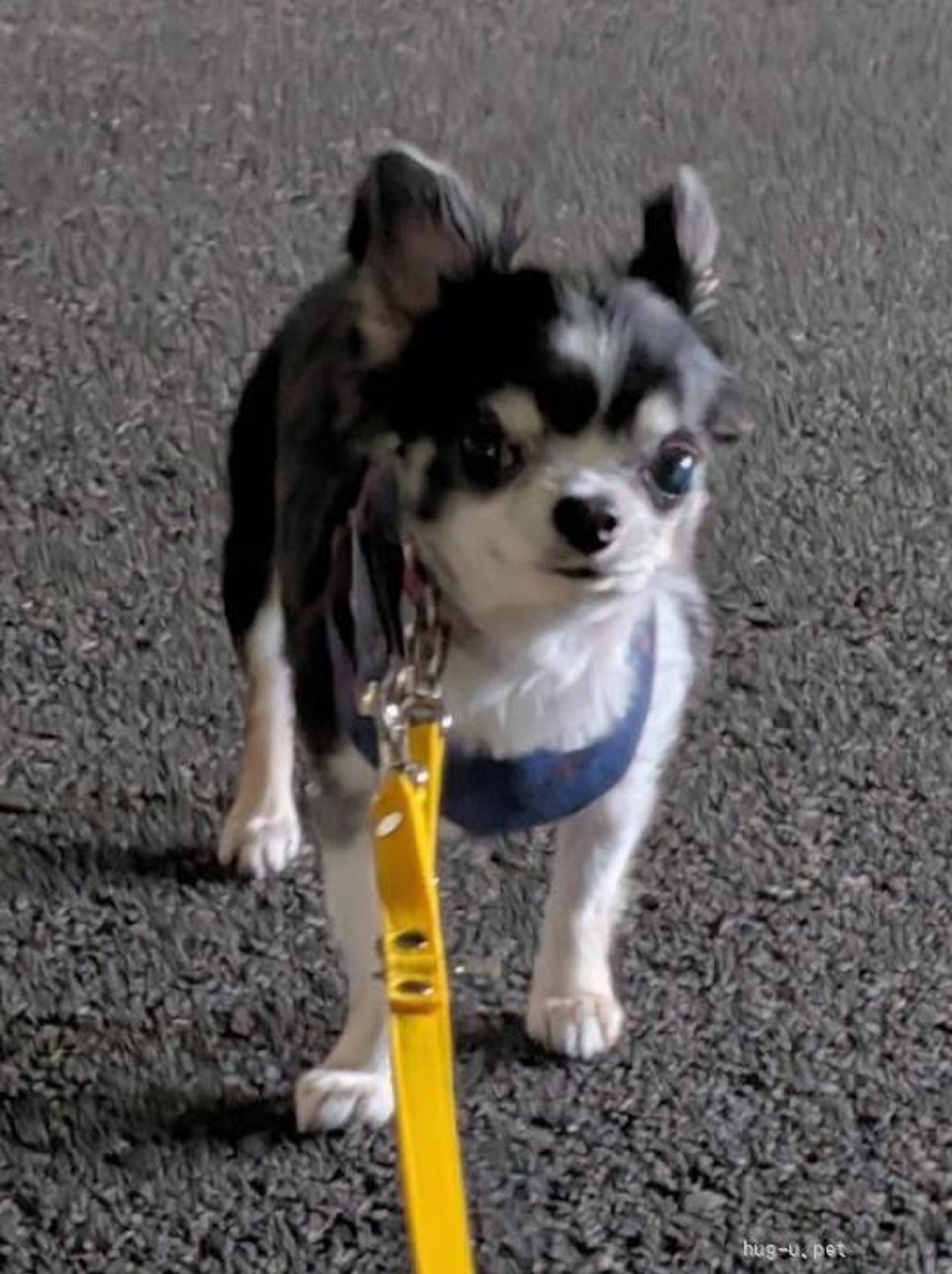 pet-image-6