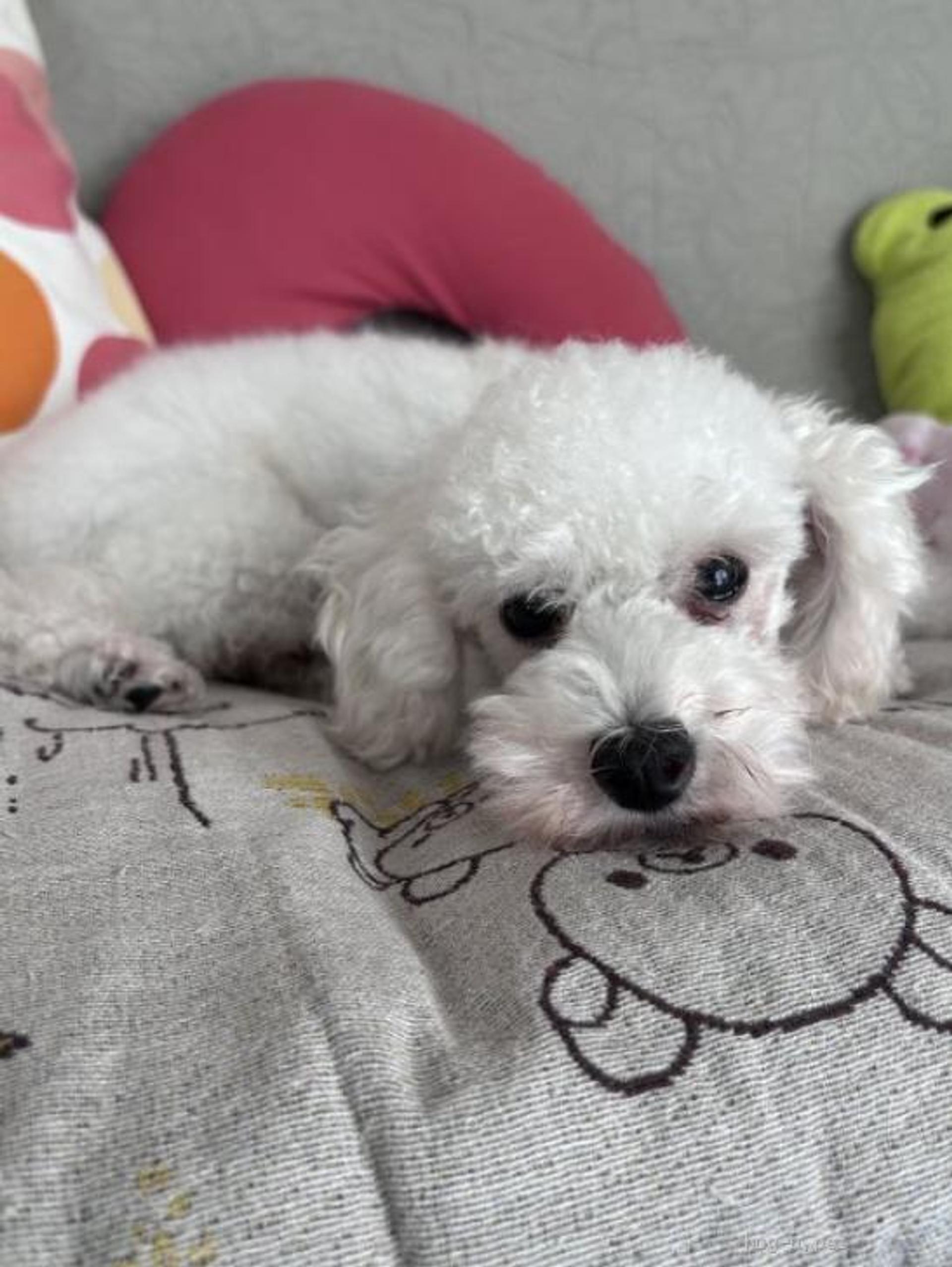 pet-image-3