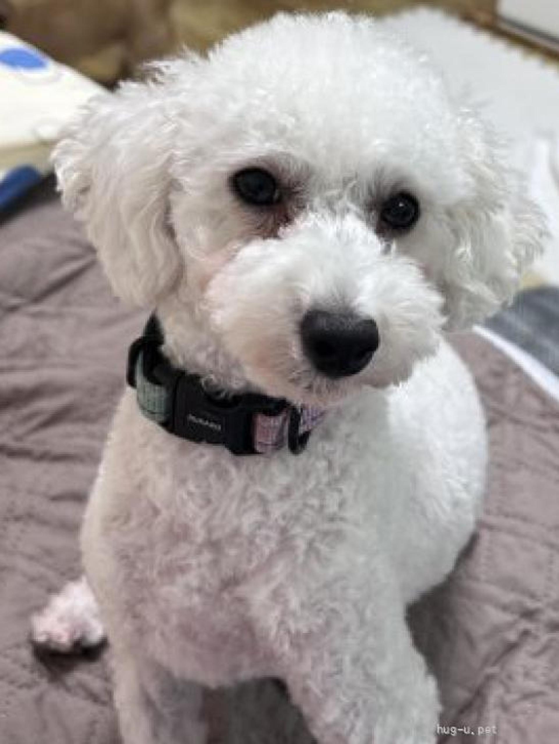 pet-image-4
