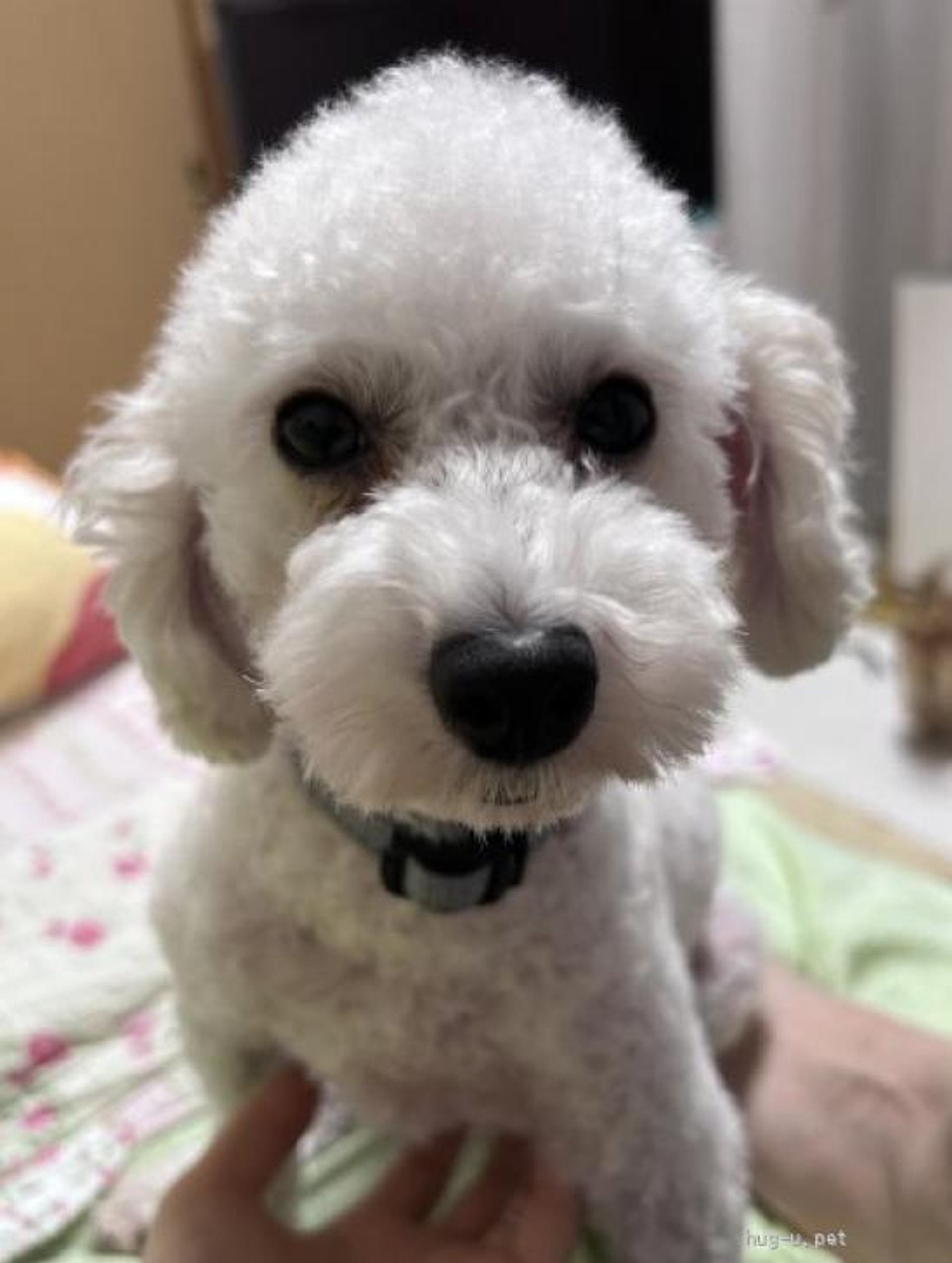 pet-image-5