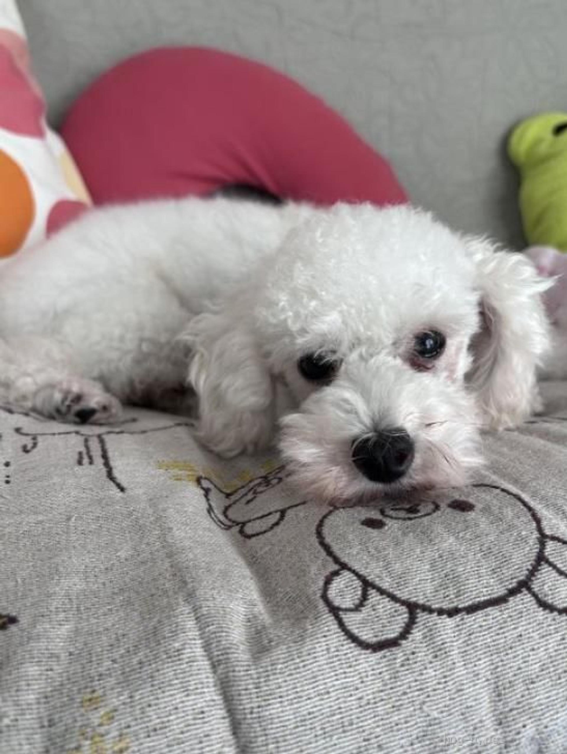 pet-image-3