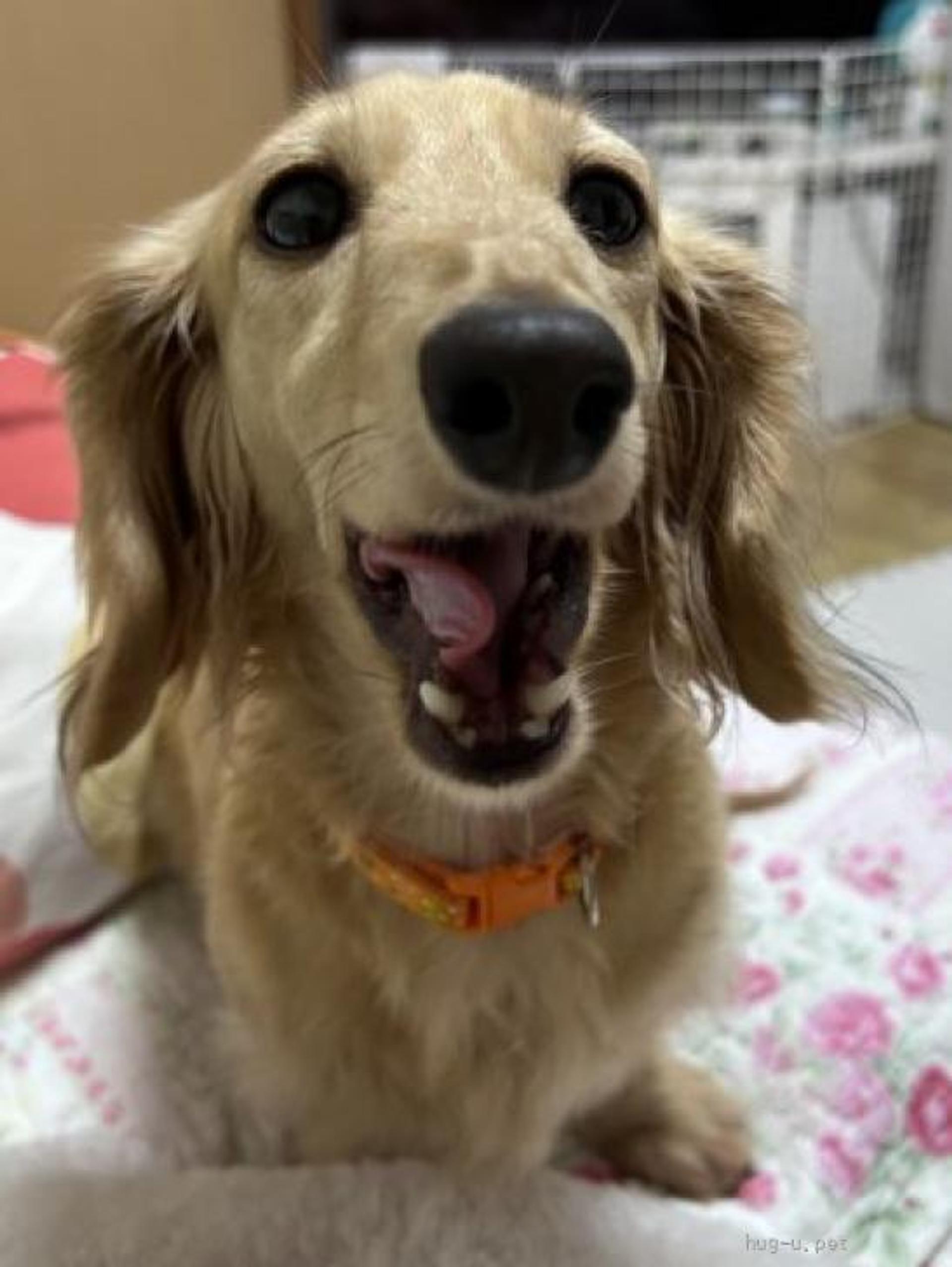 pet-image-5
