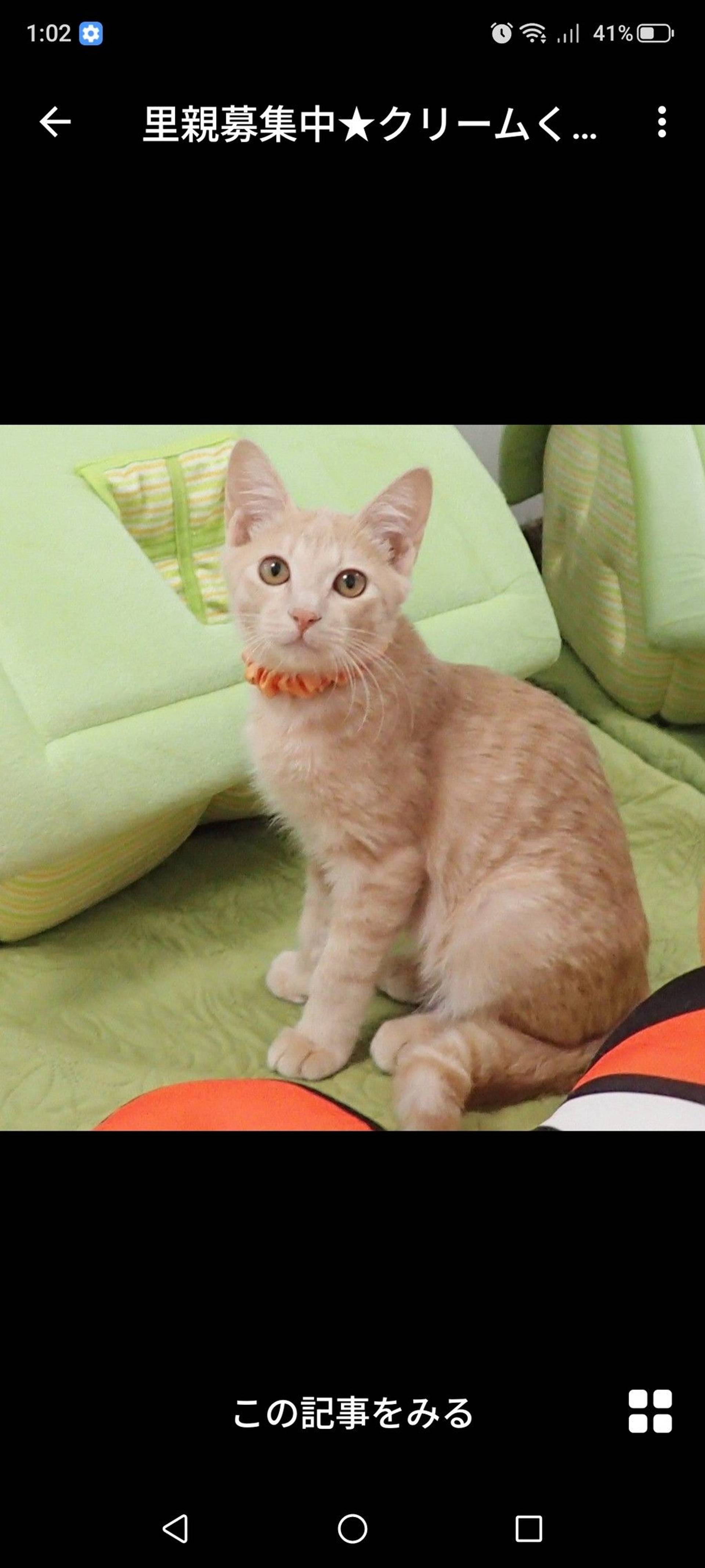 雑種（ミックス猫）・オスの里親募集の写真
