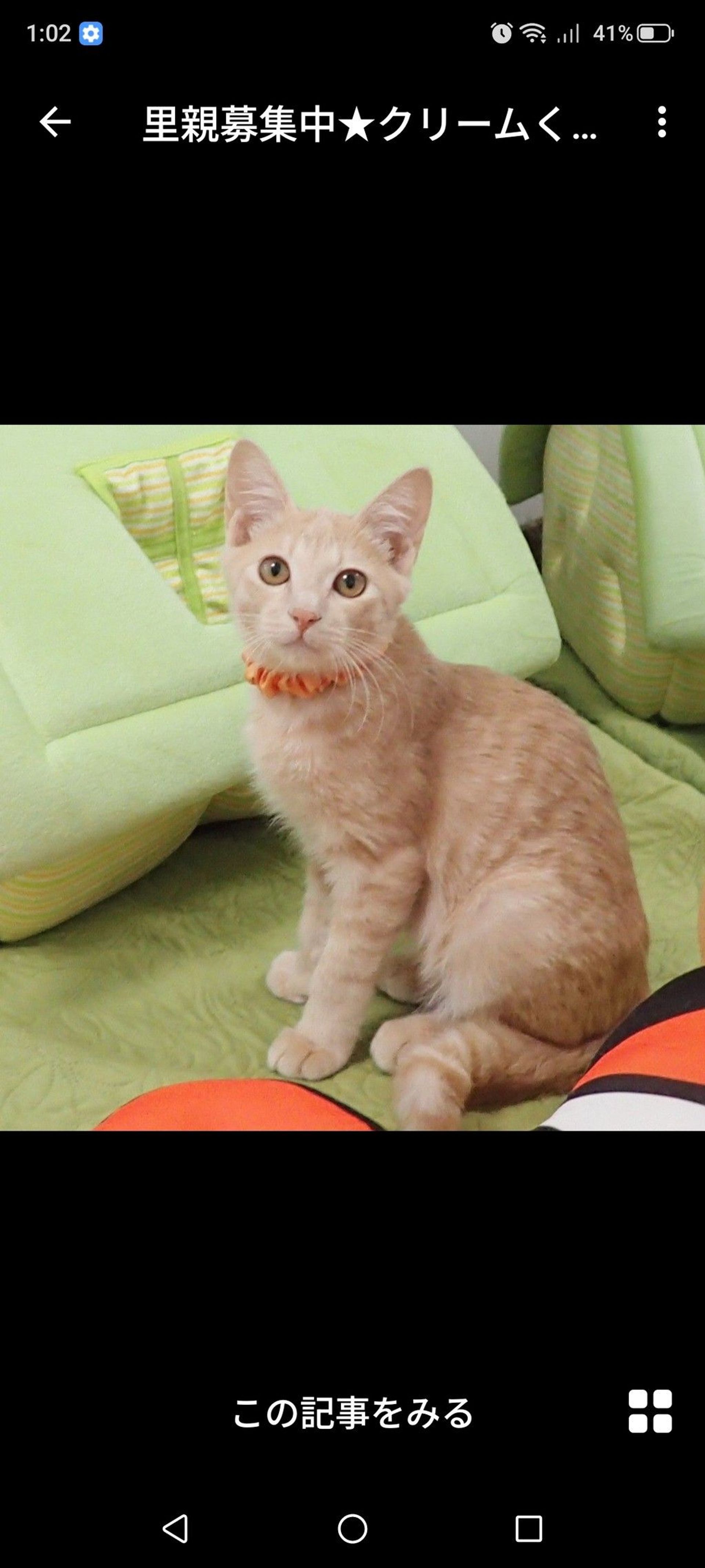 雑種（ミックス猫）・オスの里親募集の写真