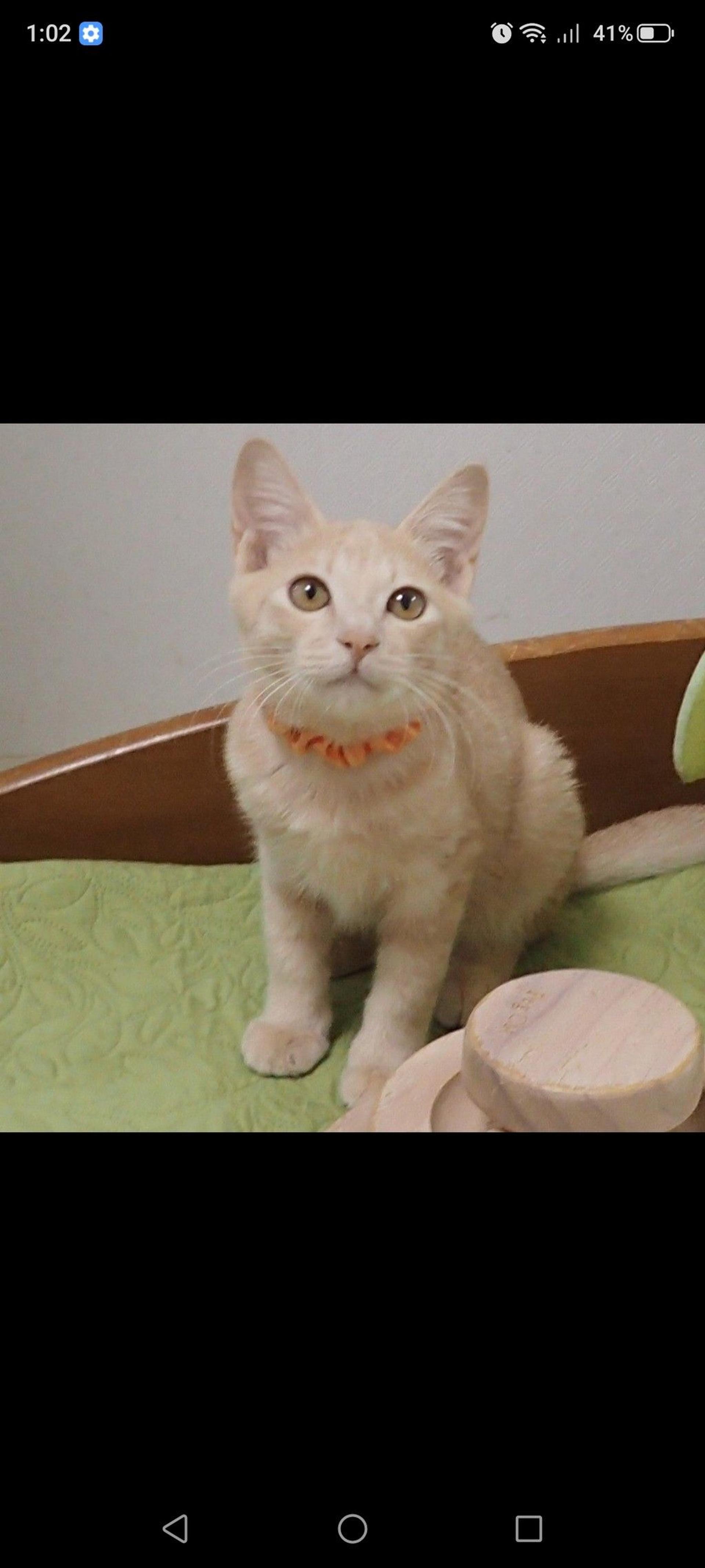 pet-image-2