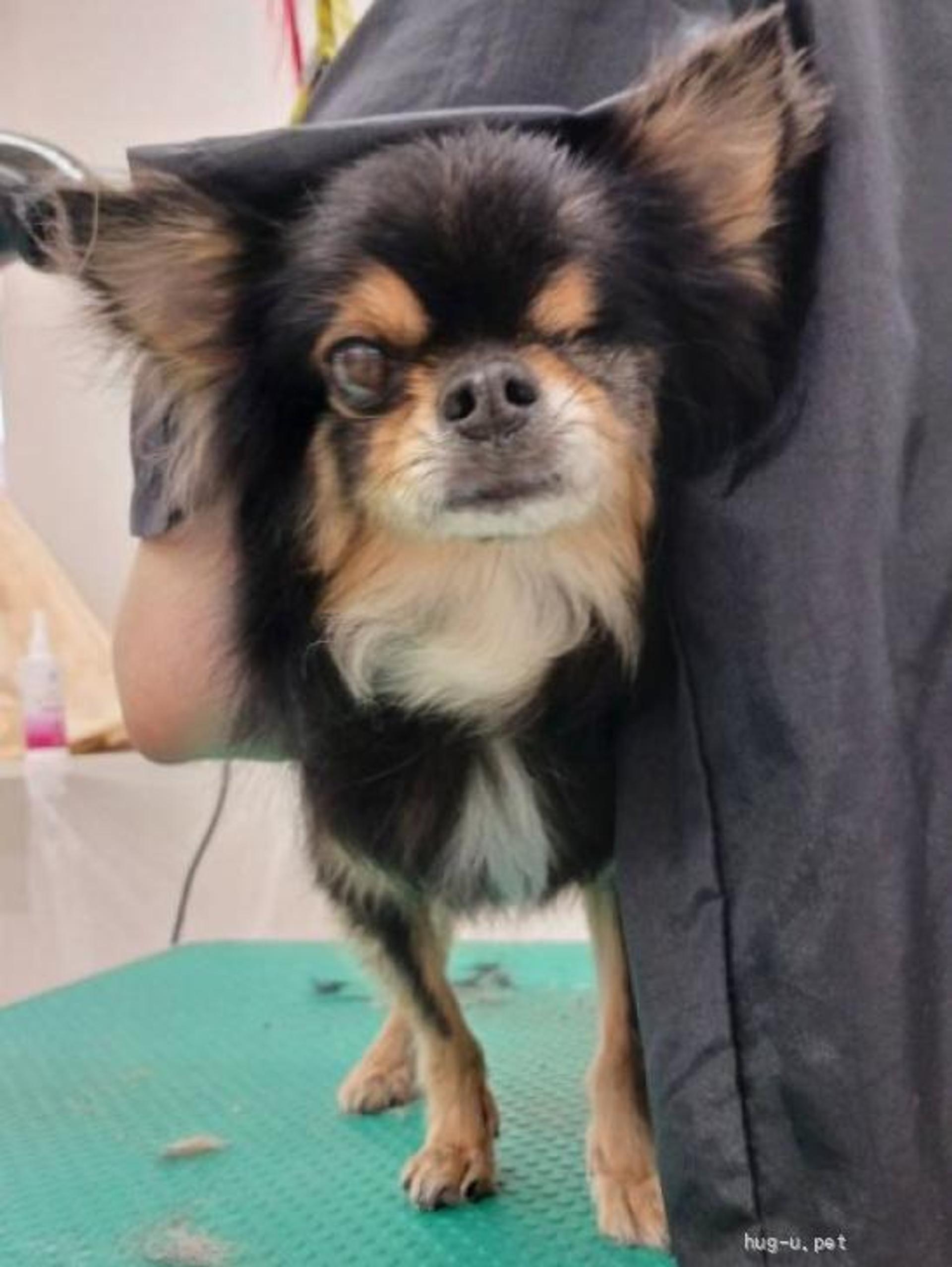 pet-image-2