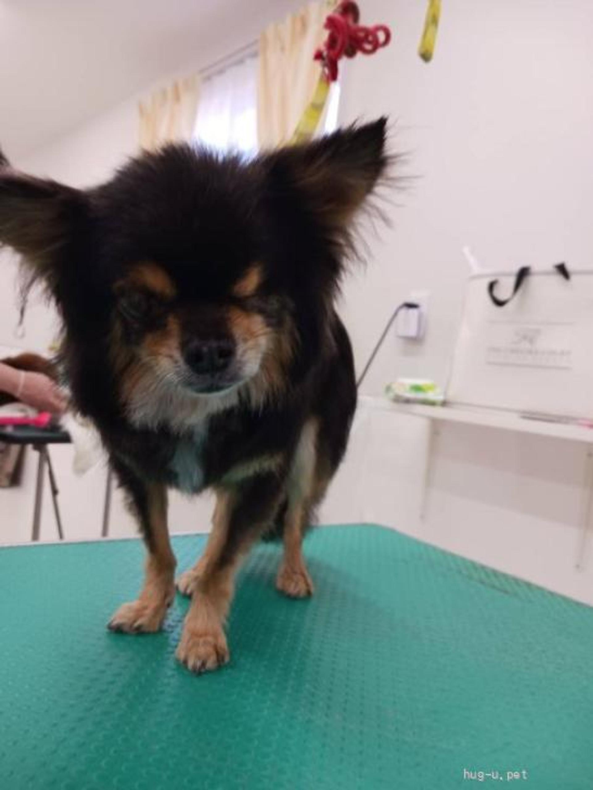 pet-image-3