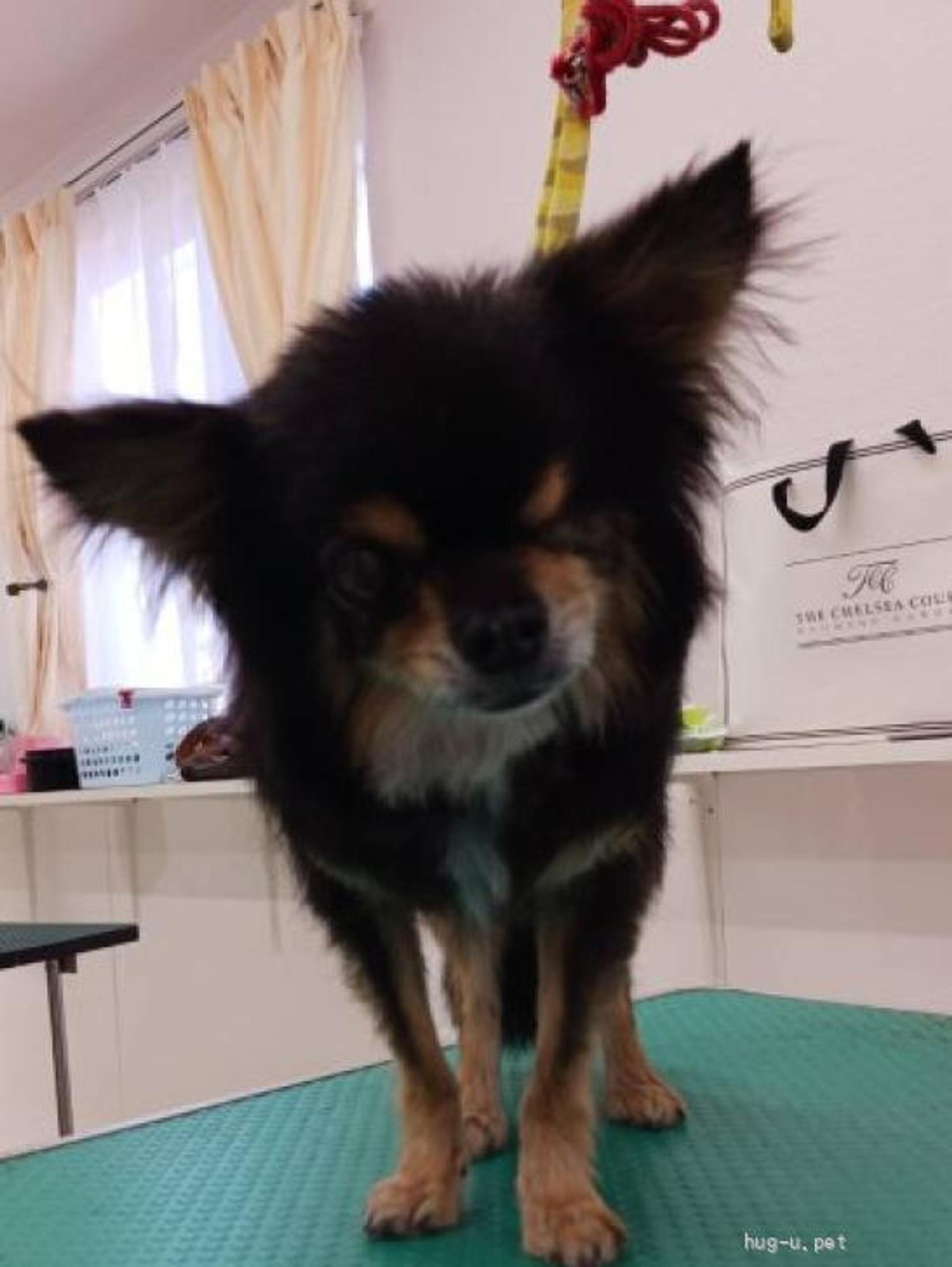 pet-image-4