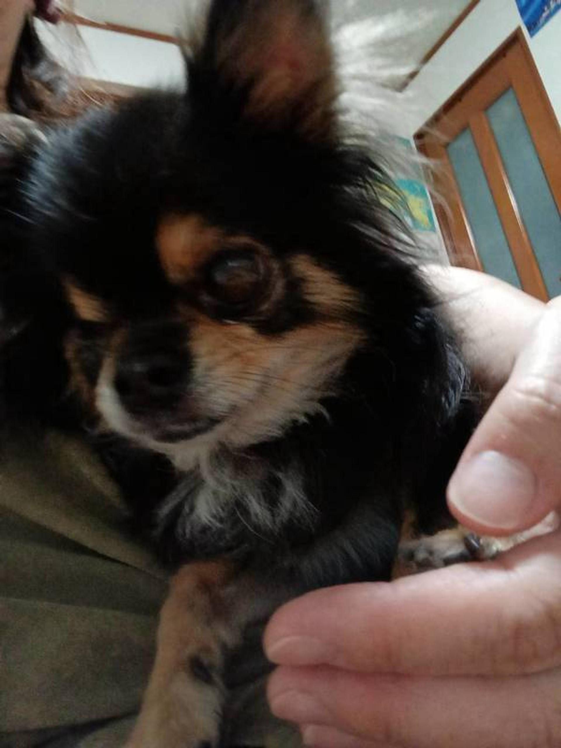 pet-image-3