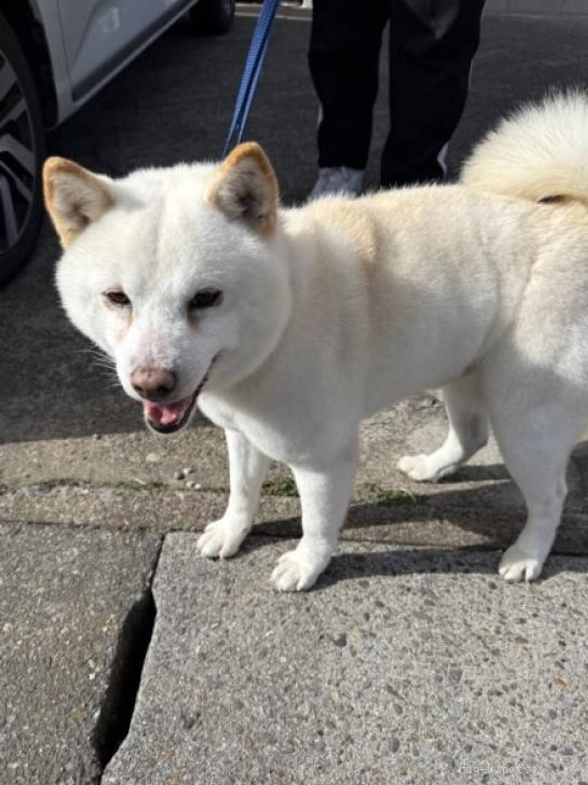 柴犬・オスの里親募集の写真