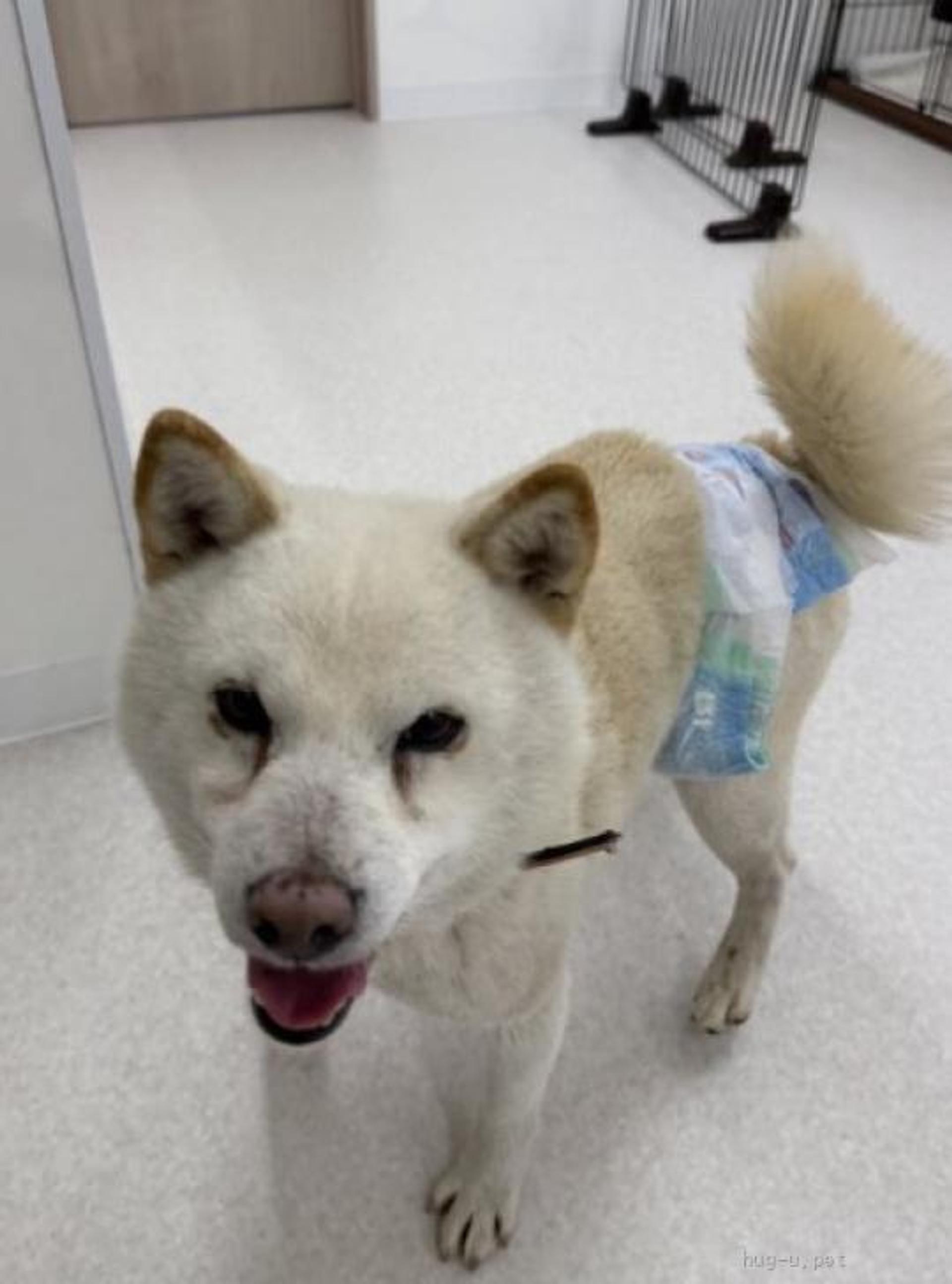 pet-image-3