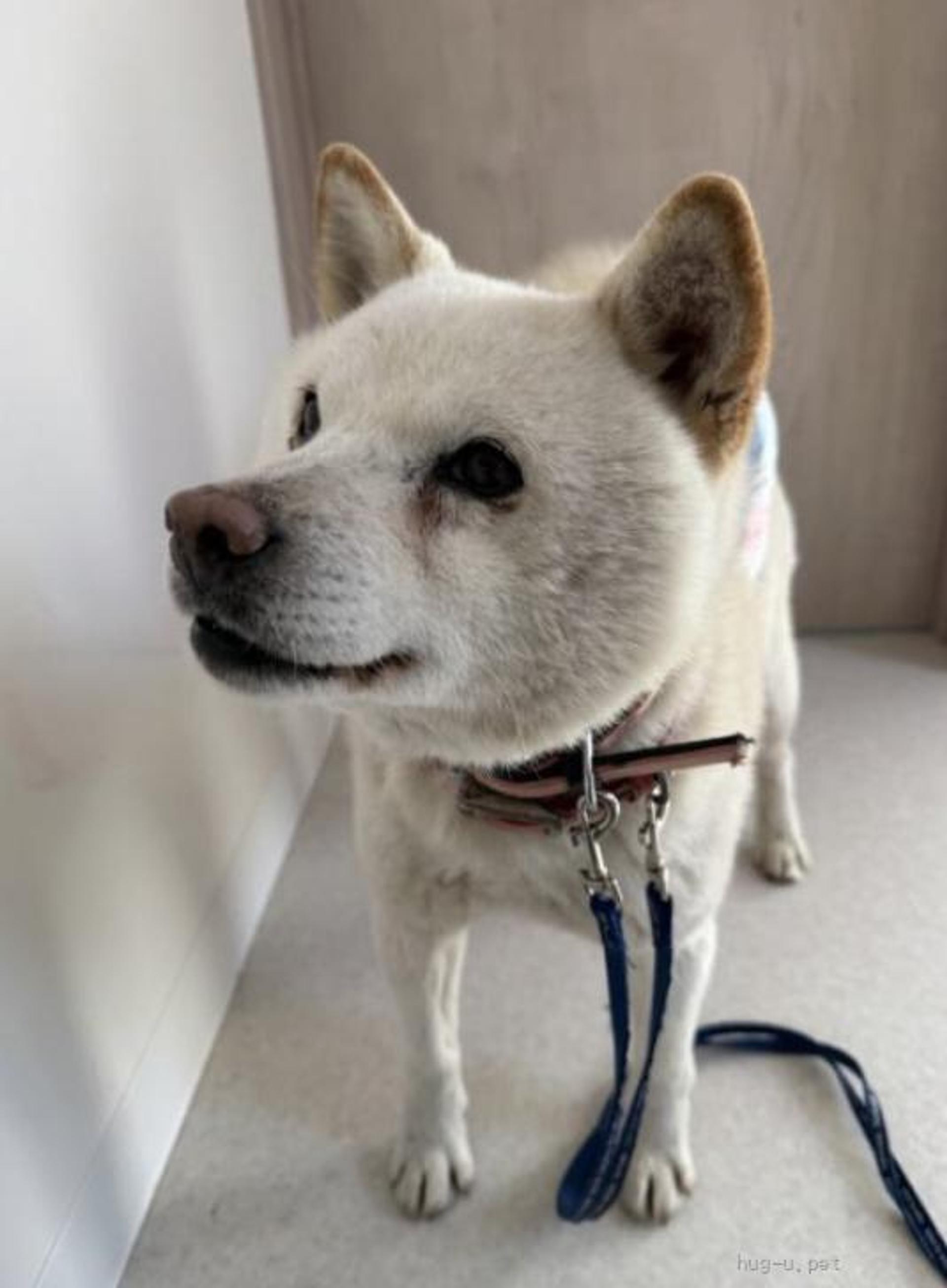 pet-image-5