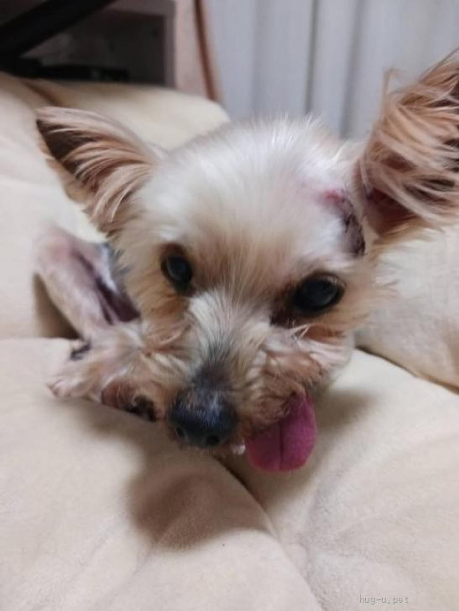 pet-image-2