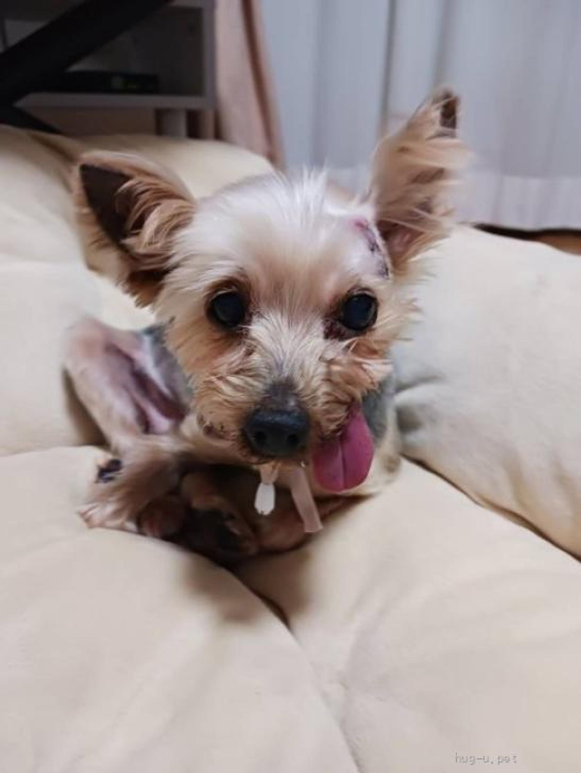 pet-image-3